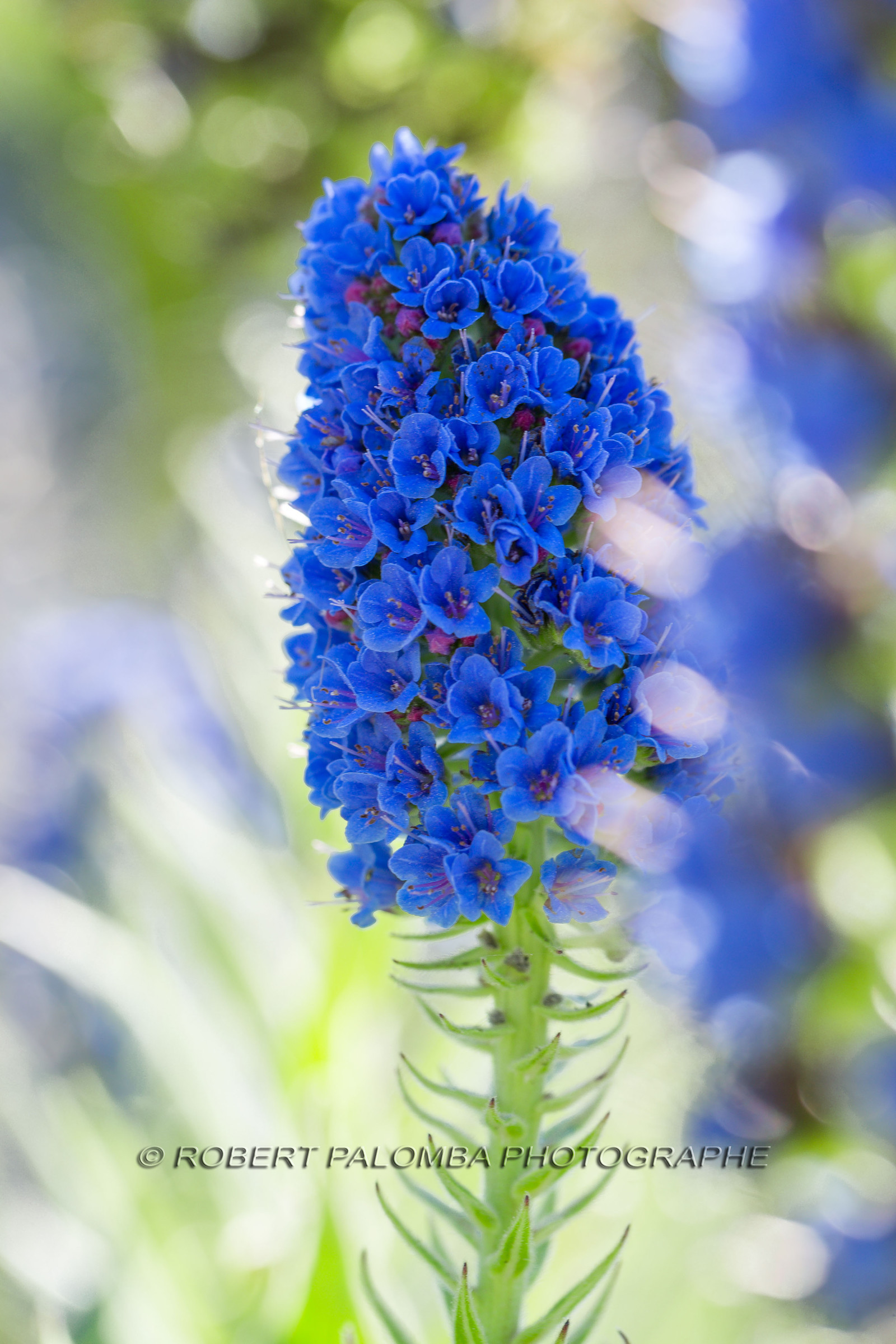 Flore Méditerranéenne