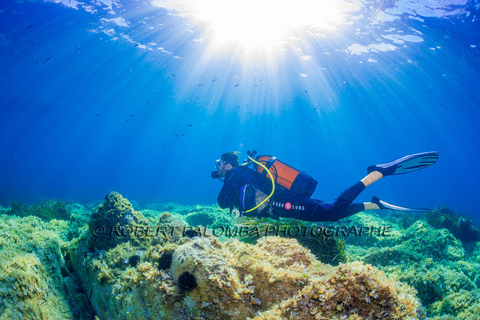 Plongée-sous-marine