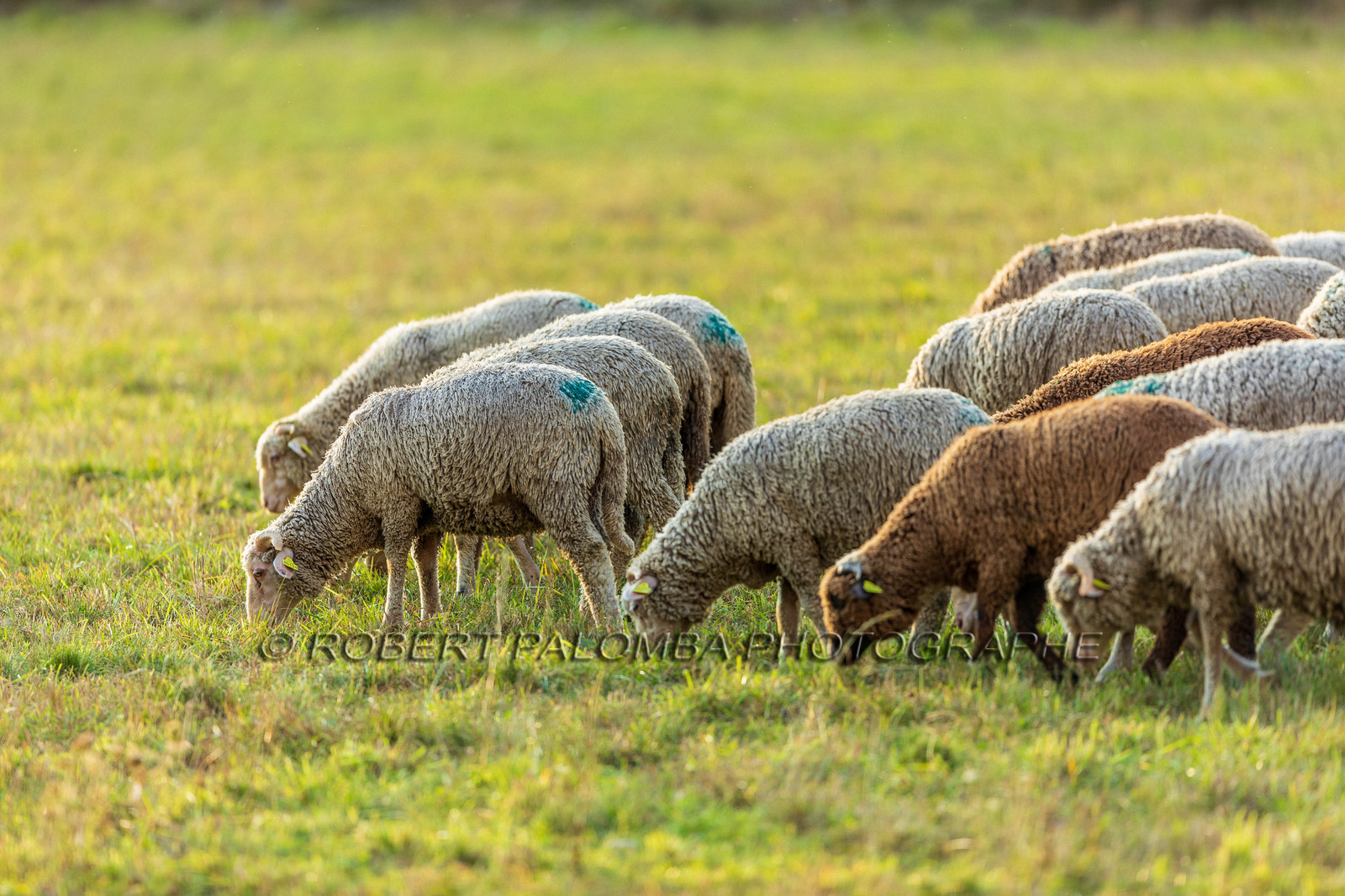 La Colle Saint-Michel