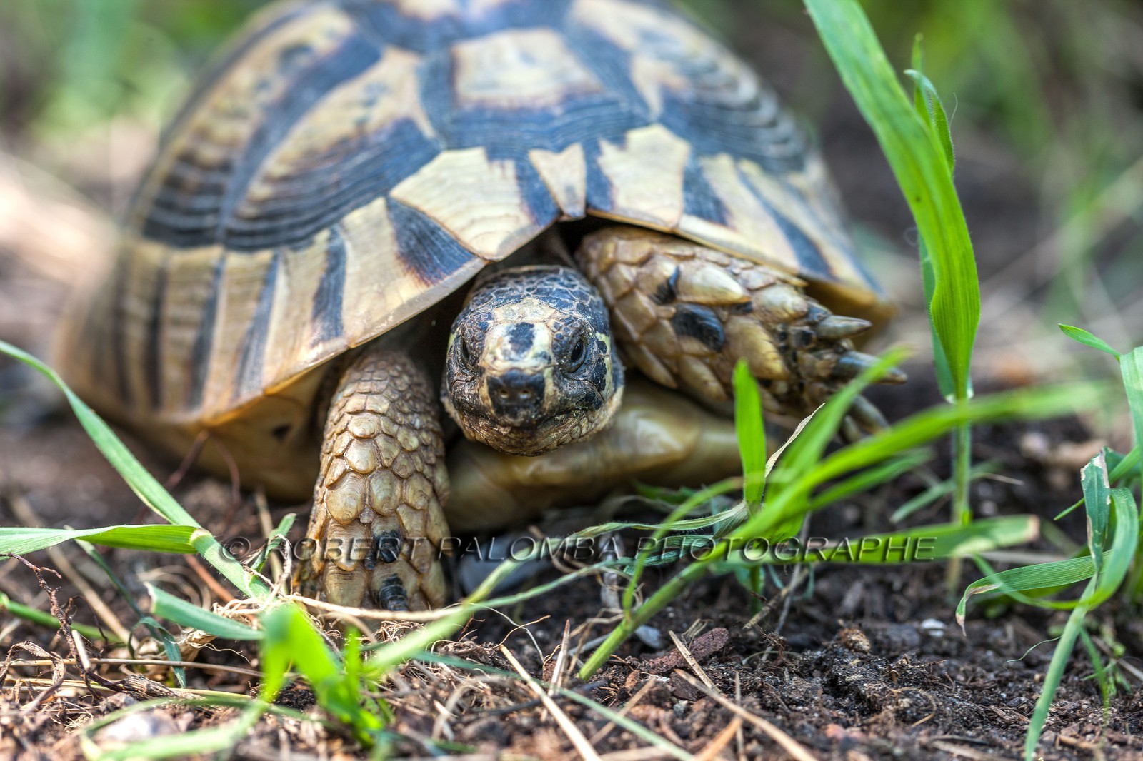Tortue d'Hermann,Testudo hermanni