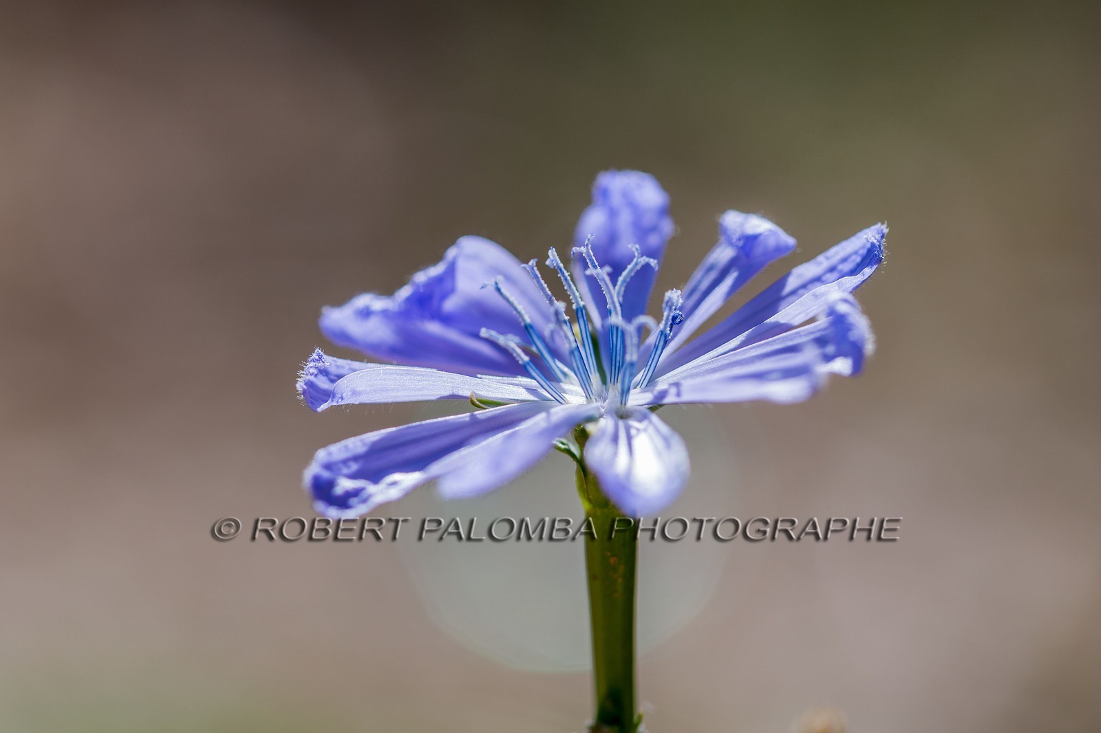 Flore méditerranéenne