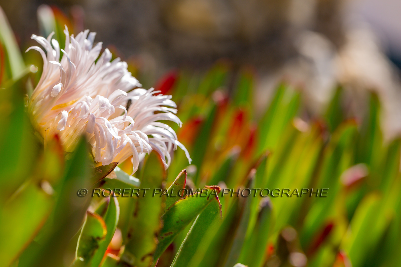 Flore Méditerranéenne