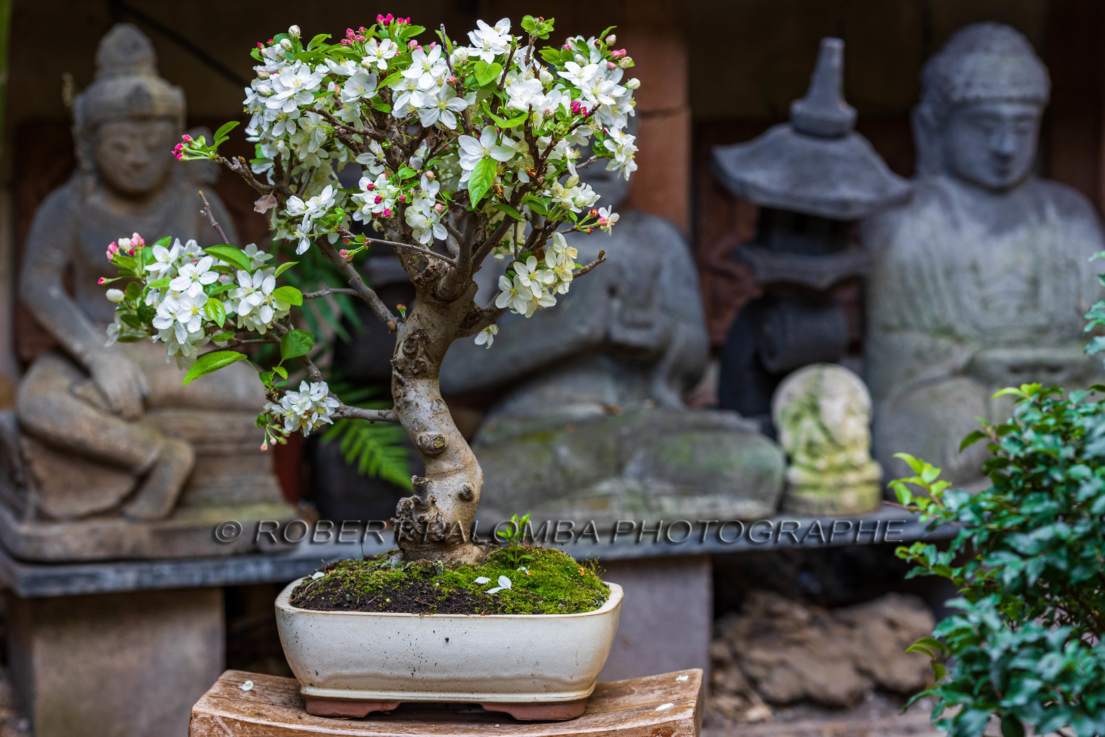 Bonsai