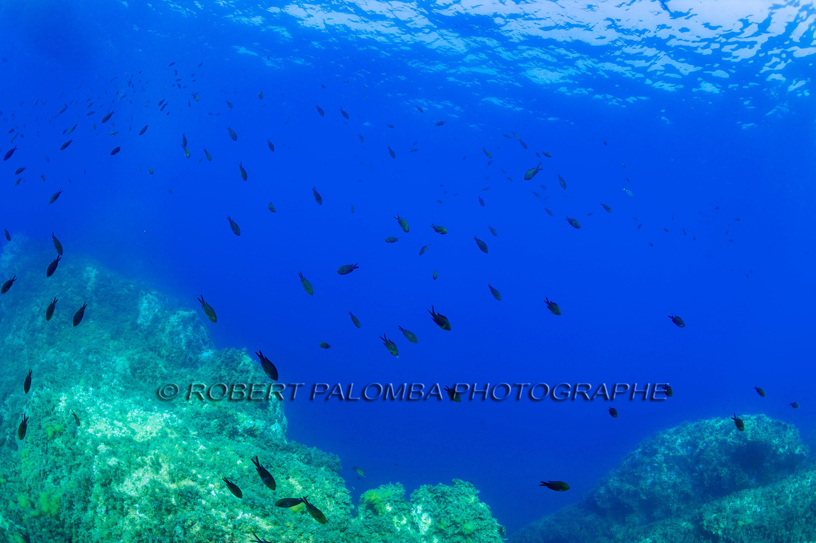 Plongée-sous-marine