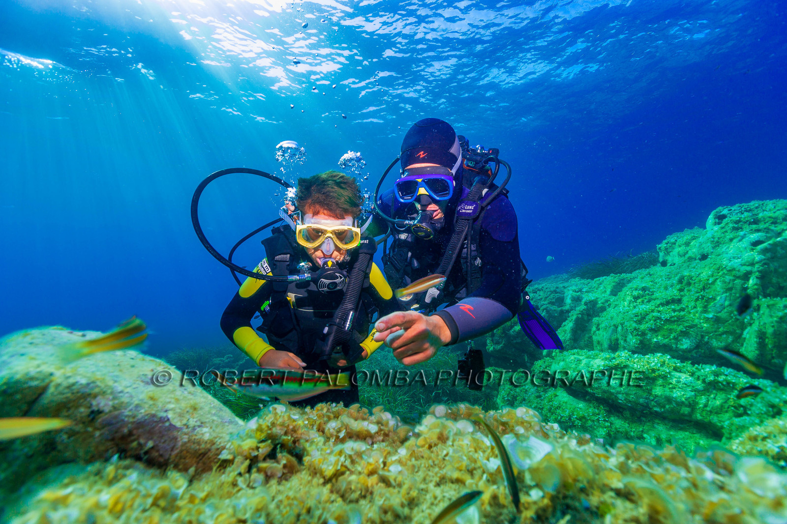 Plongée-sous-marine