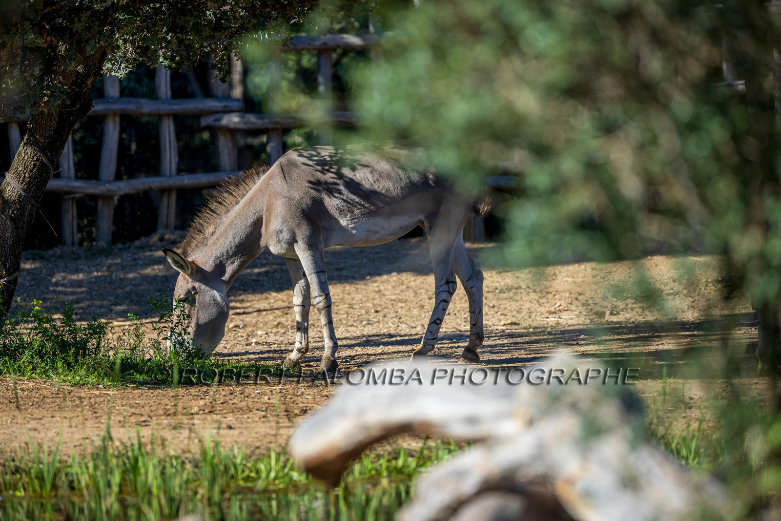 Parc animalier de la Barben