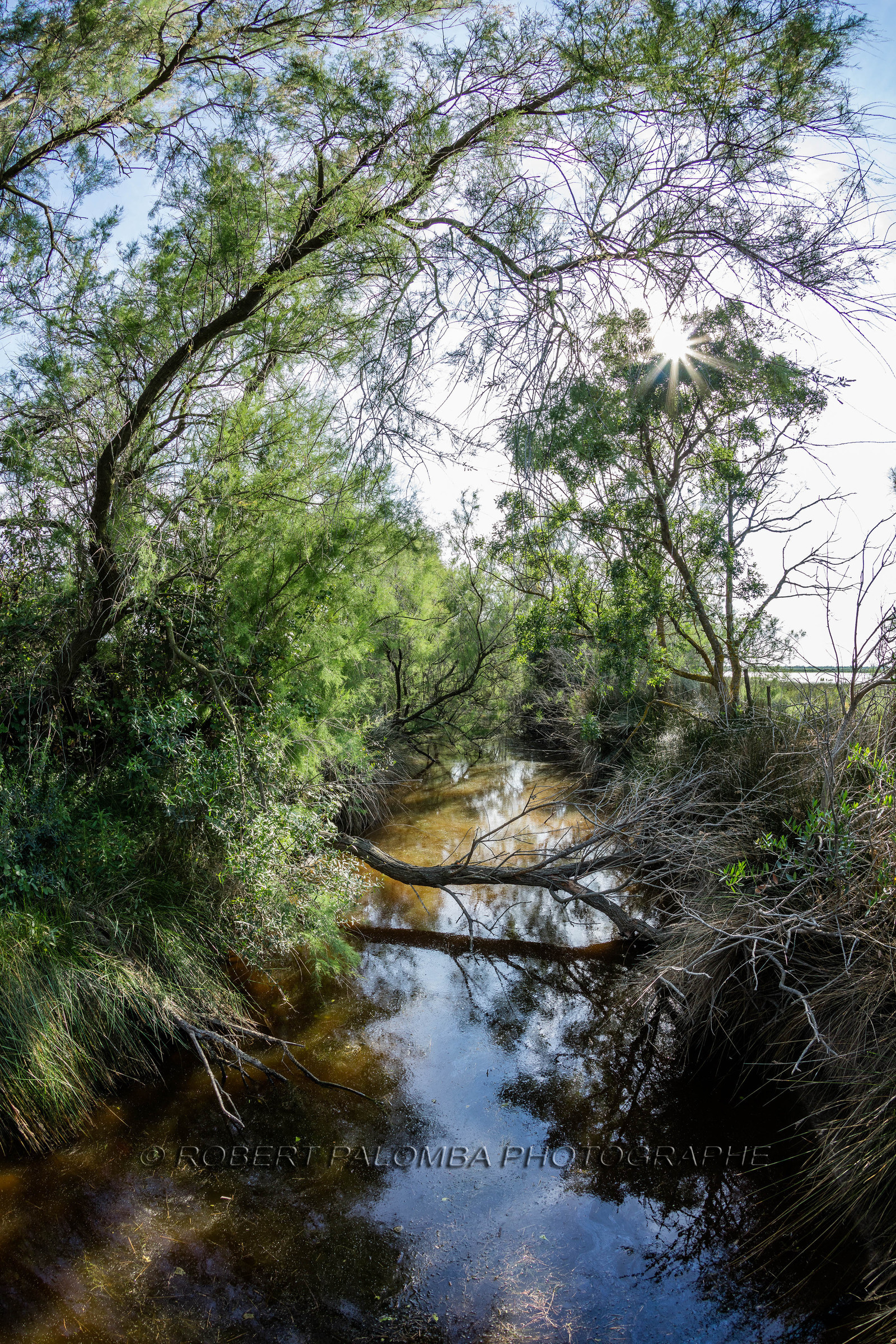 Camargue