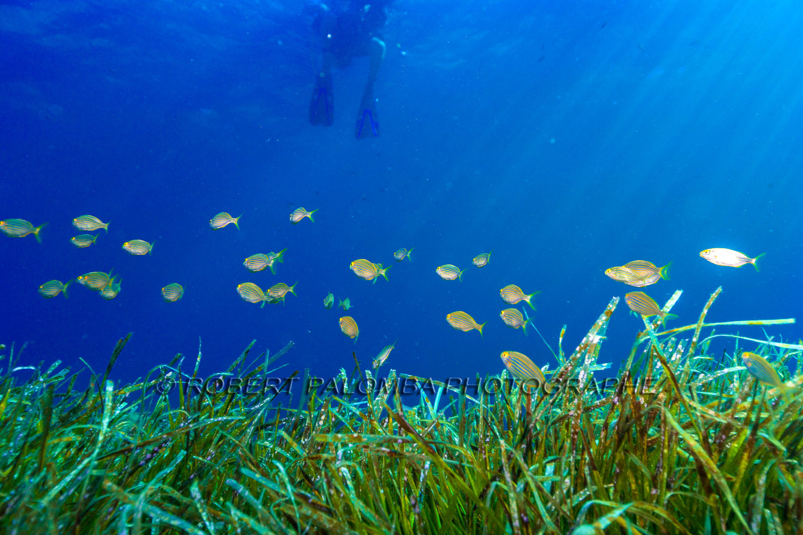 Plongée-sous-marine
