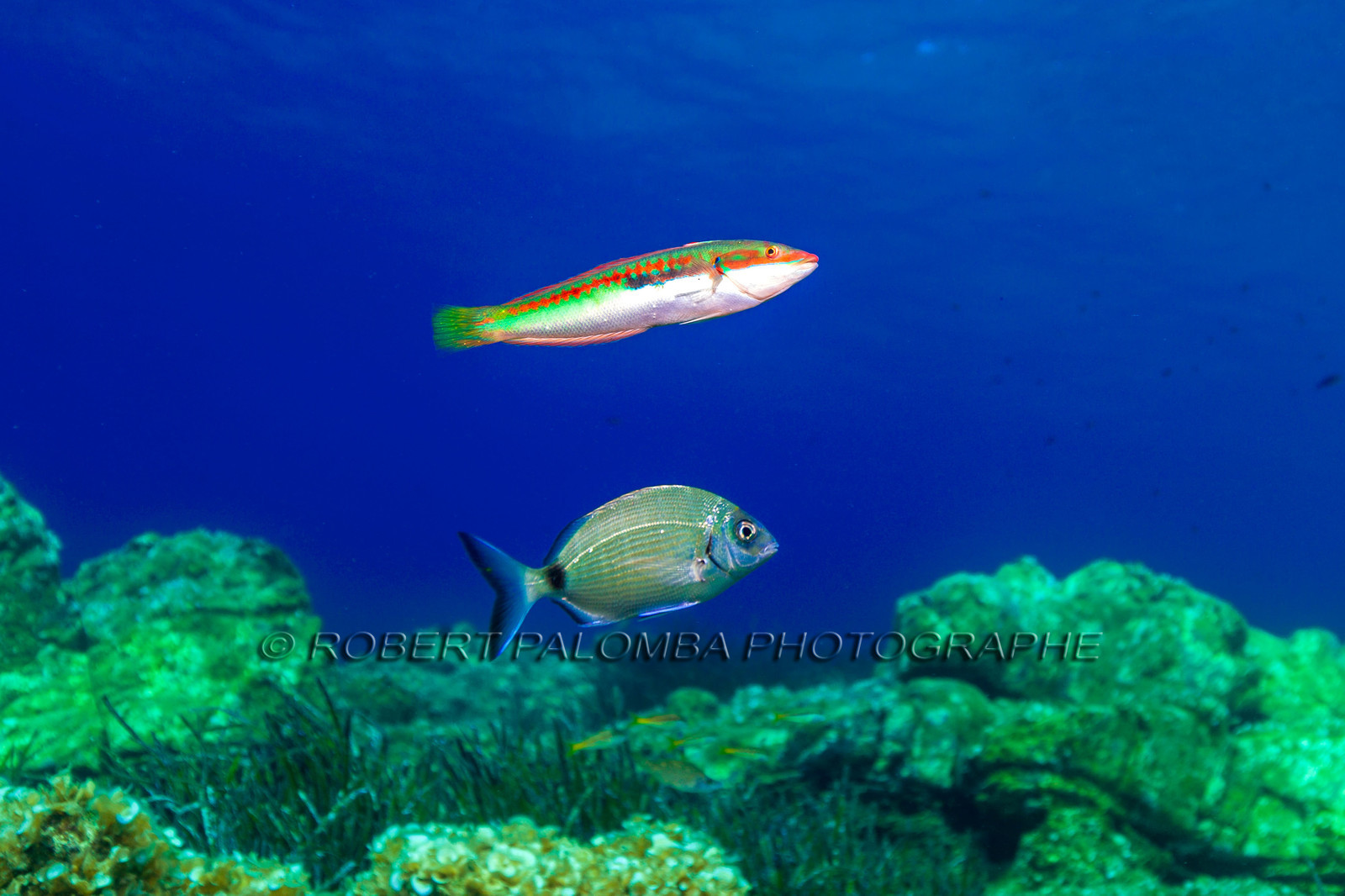 Plongée-sous-marine