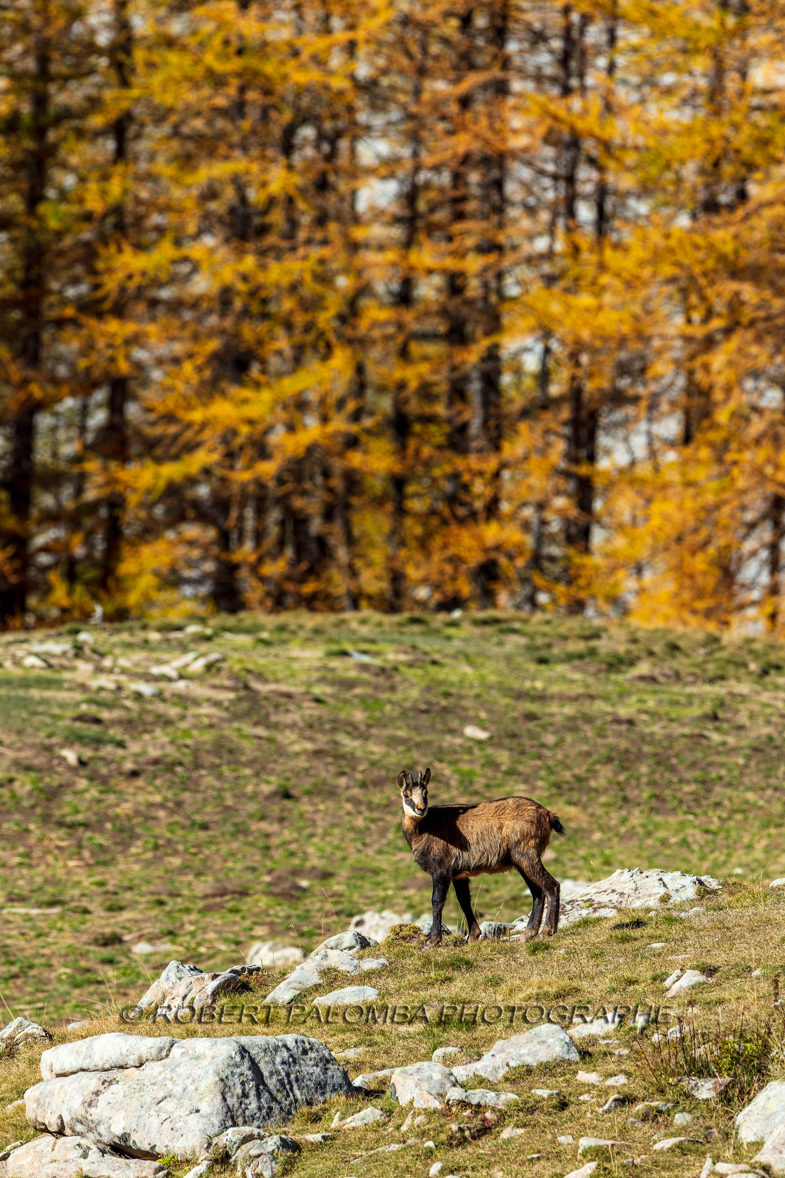 Chamois, Rupicapra rupicapra