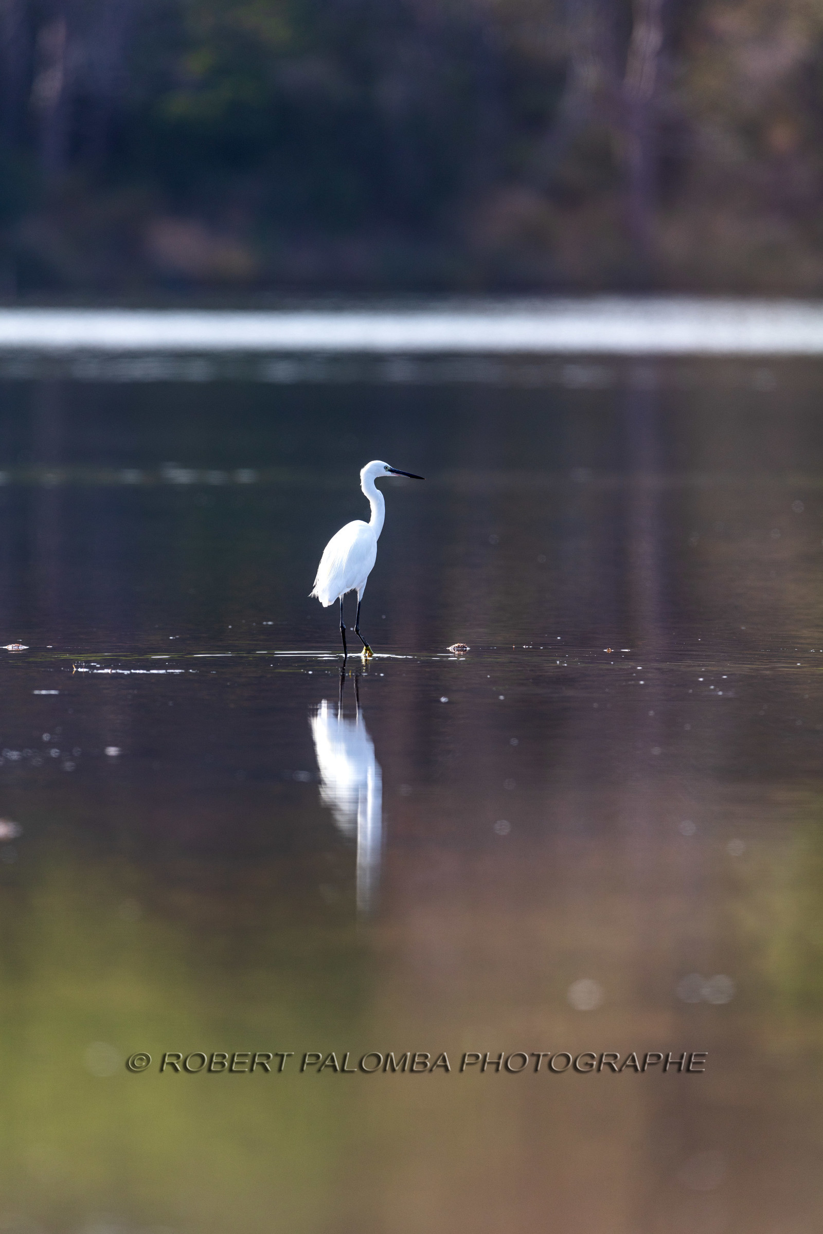 Grande Aigrette