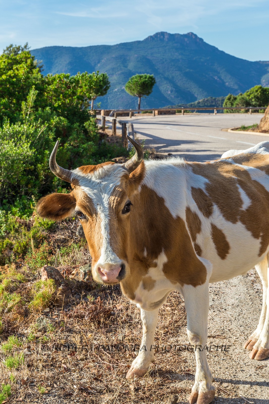 Vache corse