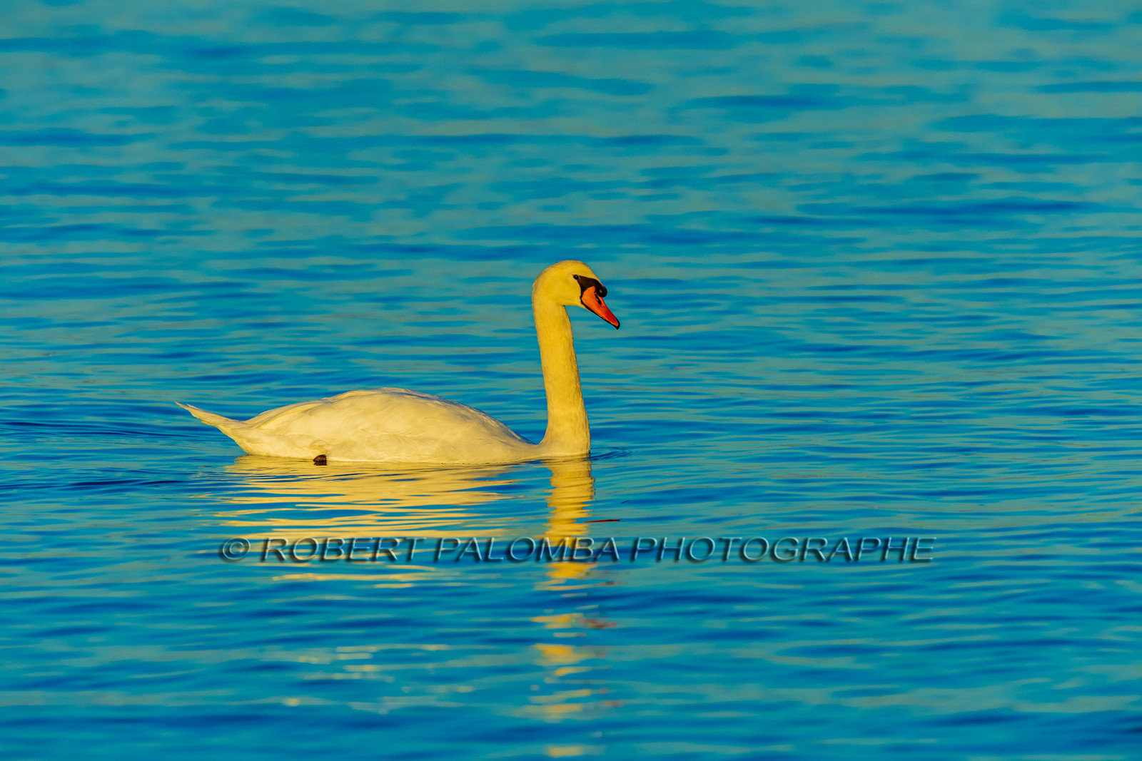 Lérins Sainte Marguerite 2024