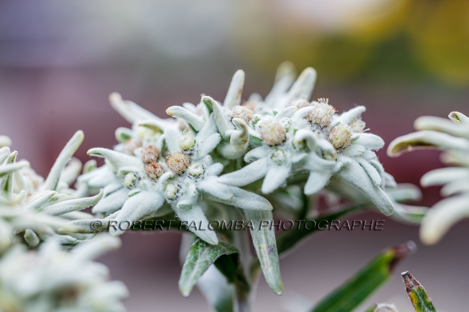 Edelweiss