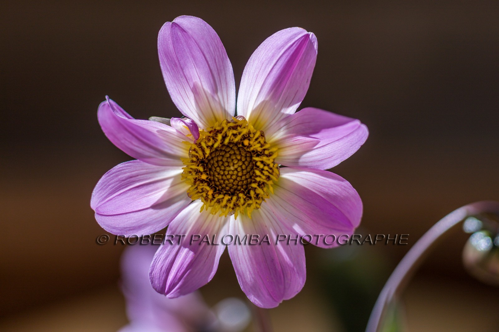 Flore Méditerranéenne