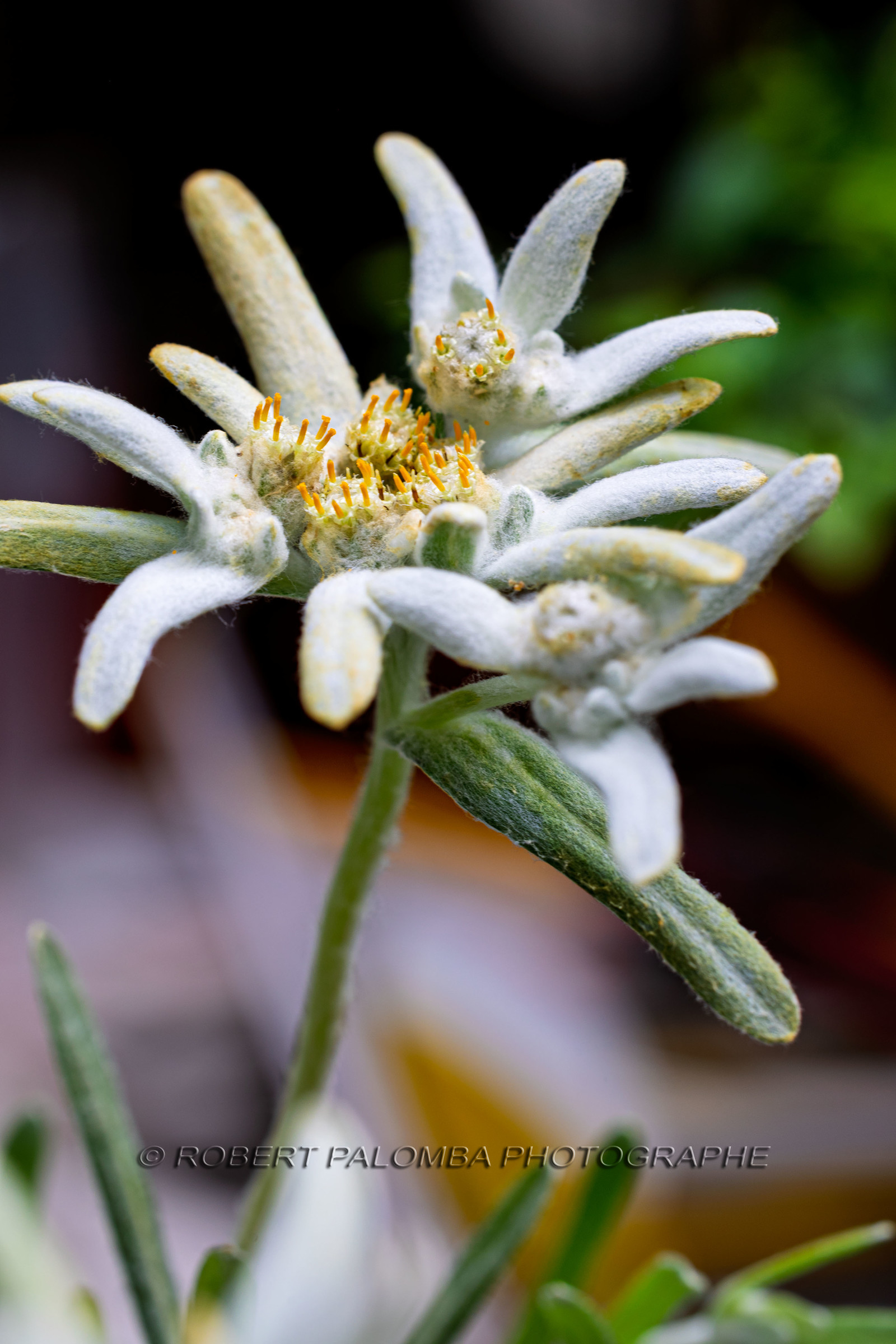 Edelweiss