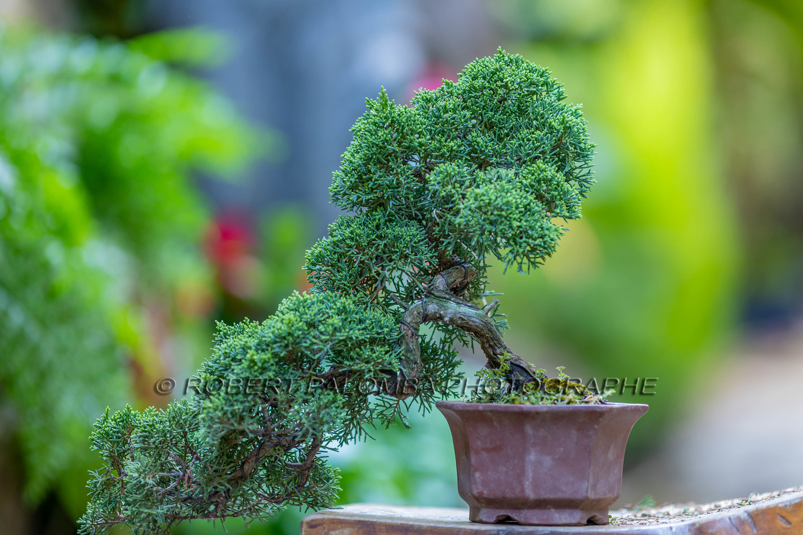 Bonsai