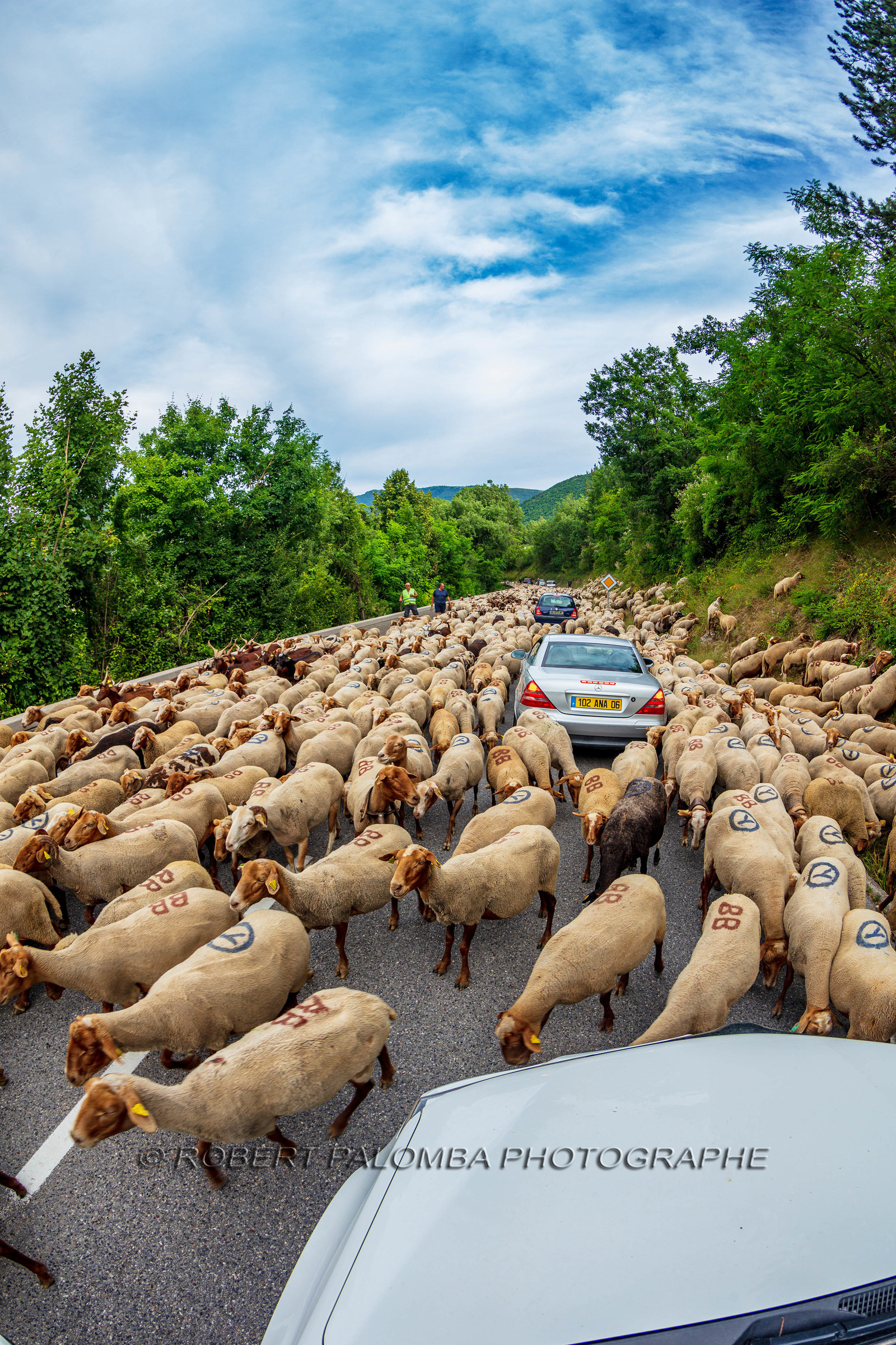 Transhumance