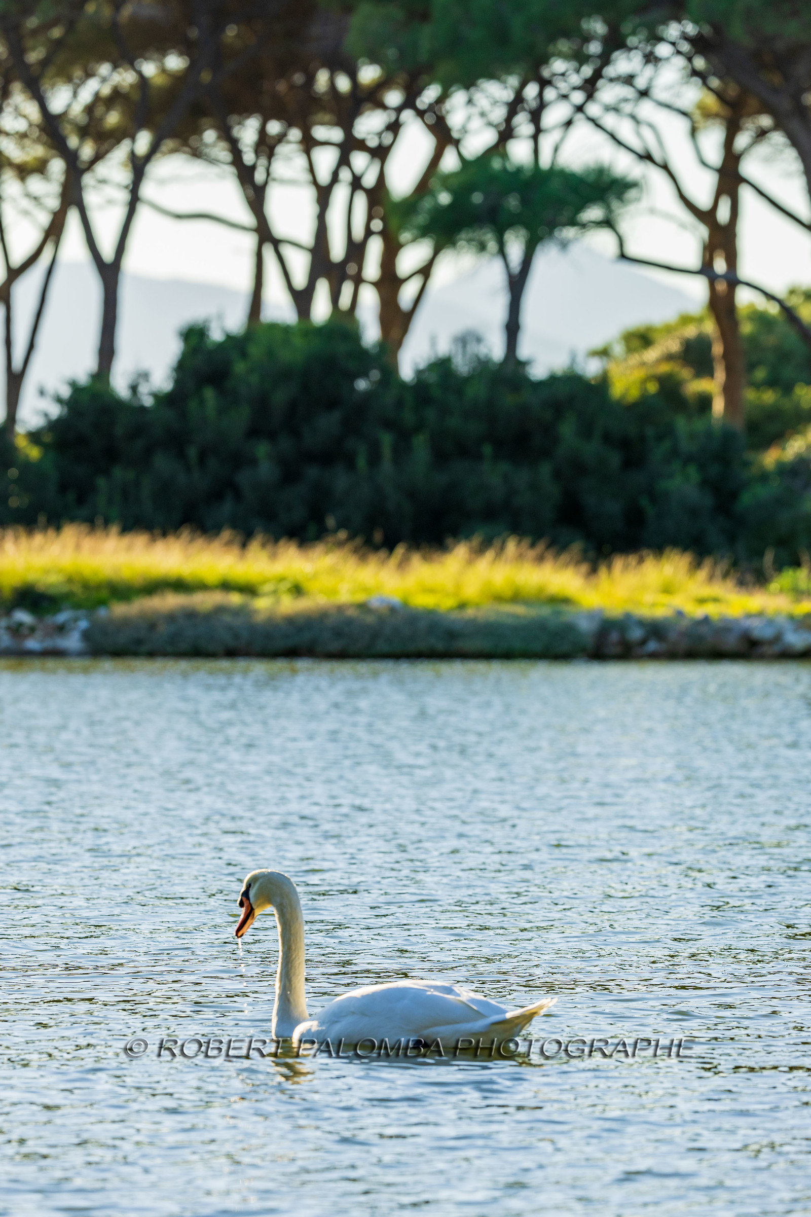 Lérins Sainte Marguerite 2024