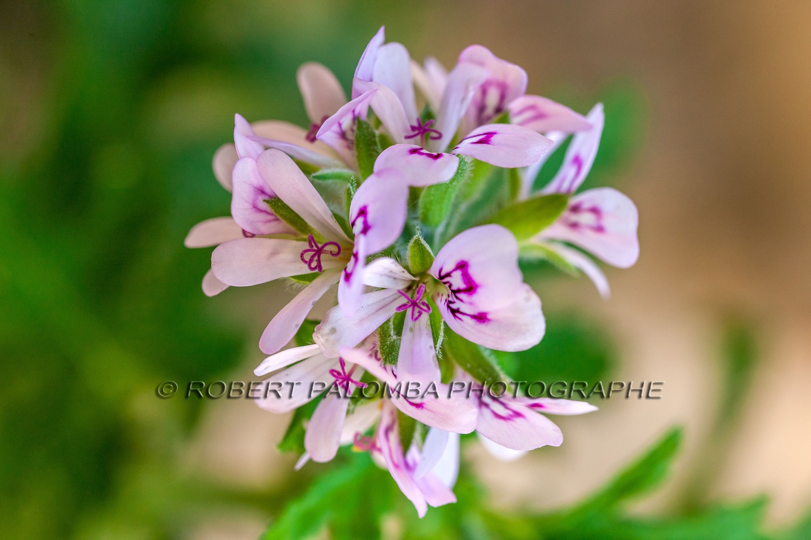 Flore Méditerranéenne