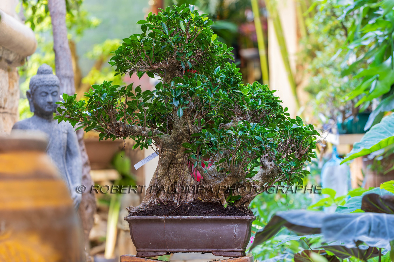 Bonsai Center