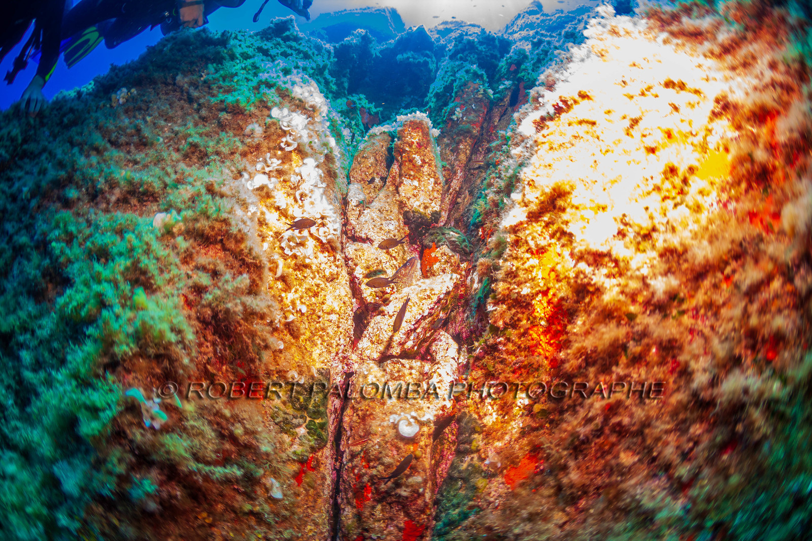 Plongée-sous-marine