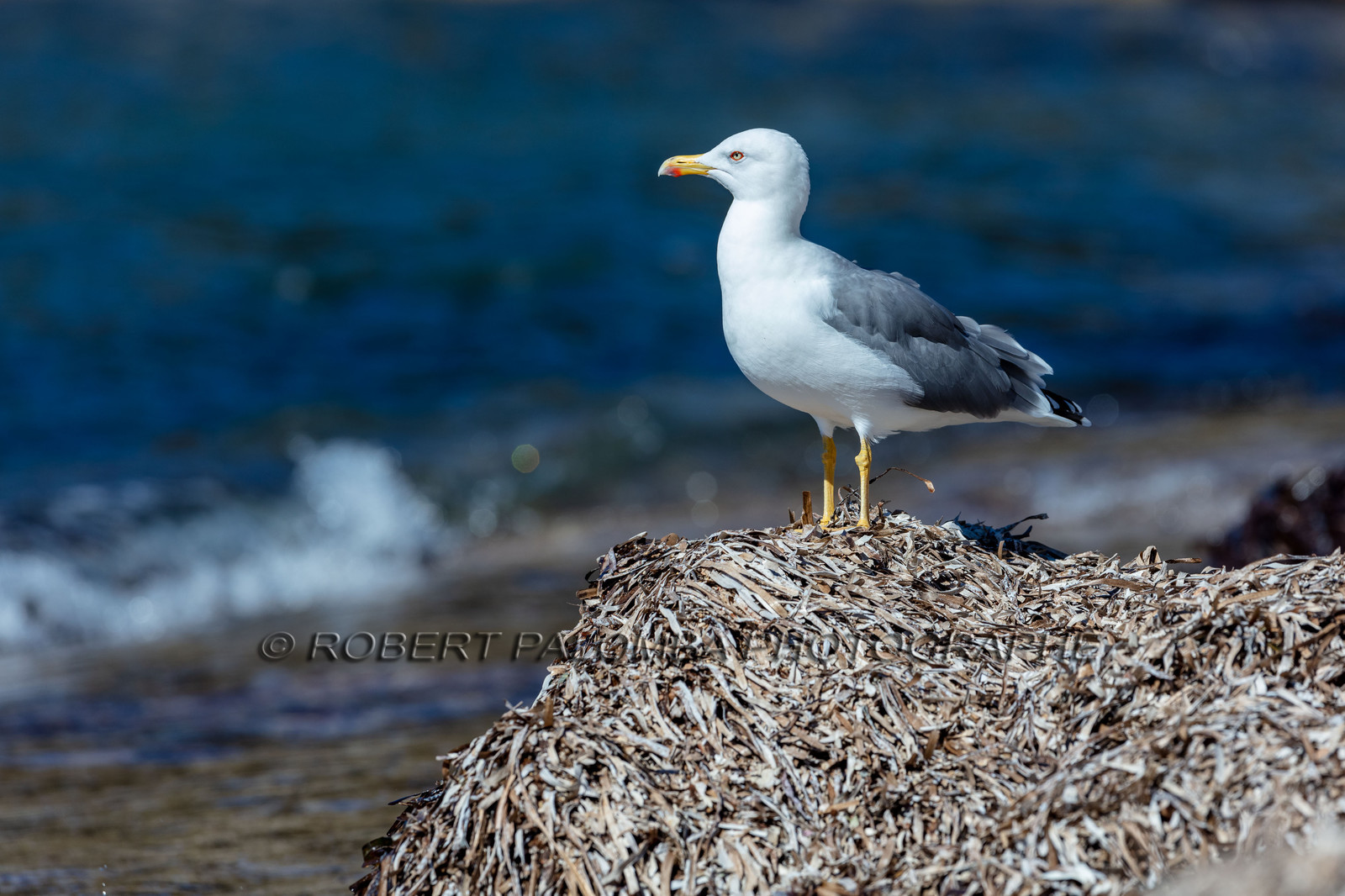 Mouette