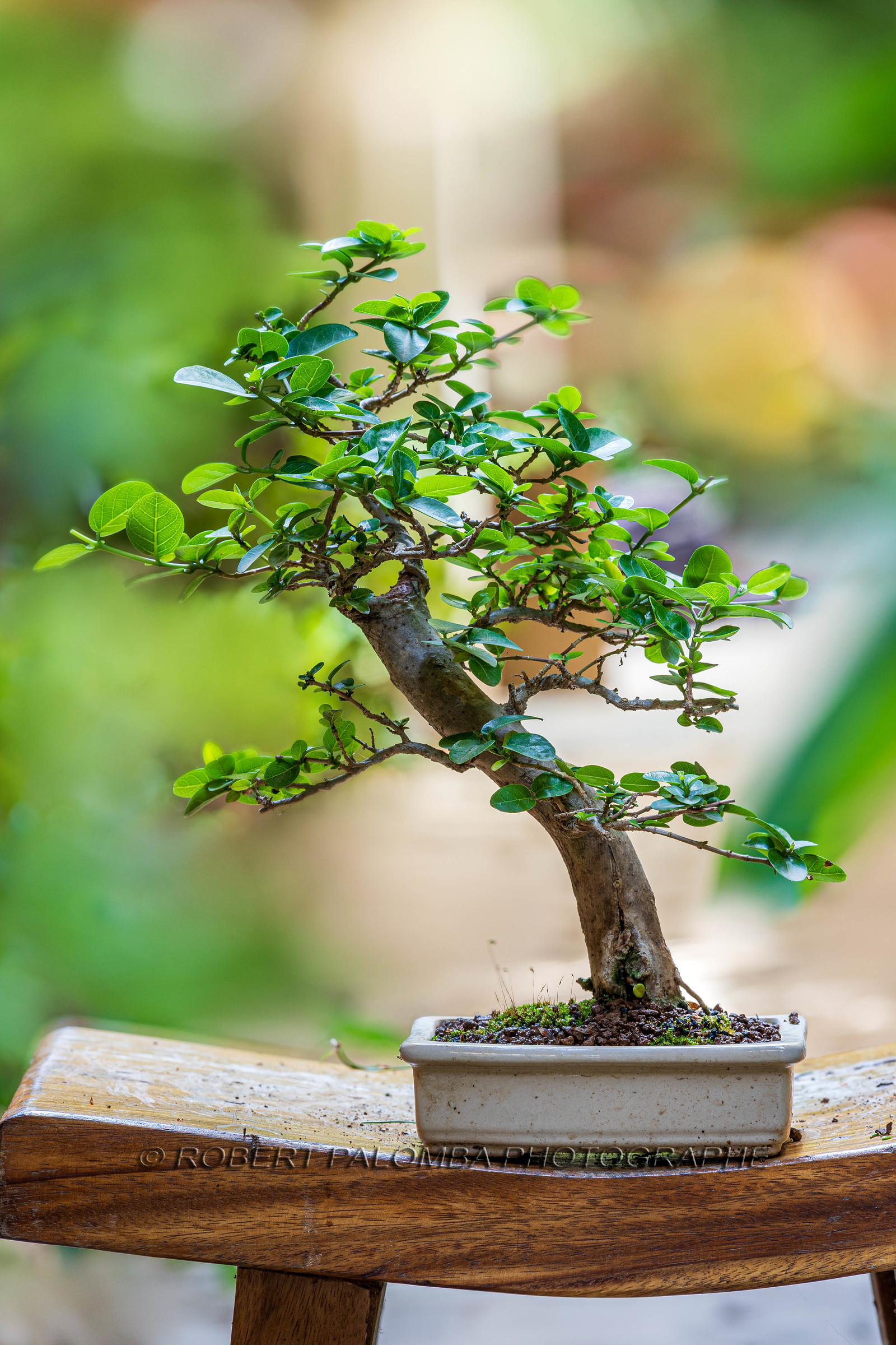 Bonsai Center