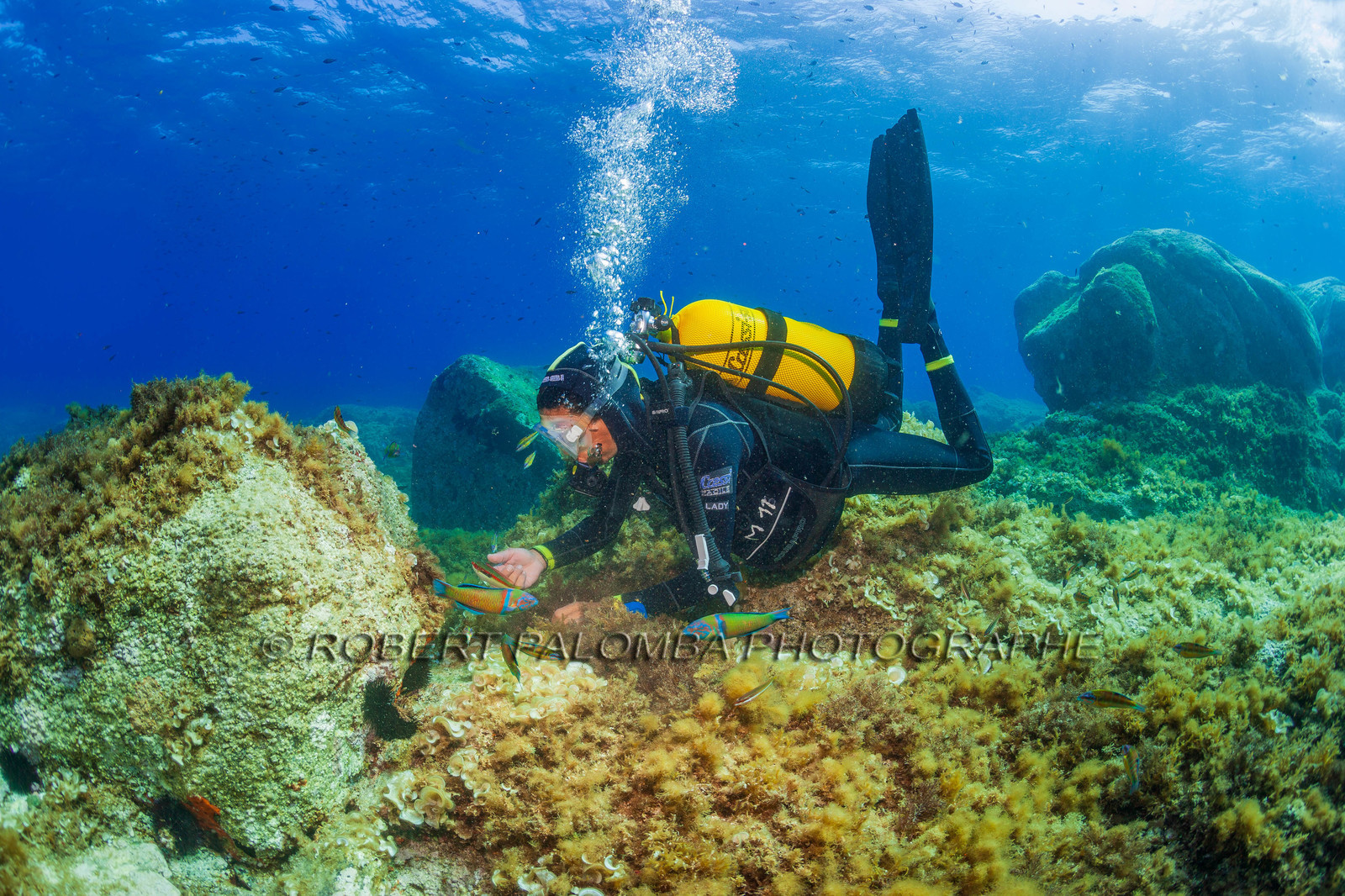 Plongée-sous-marine