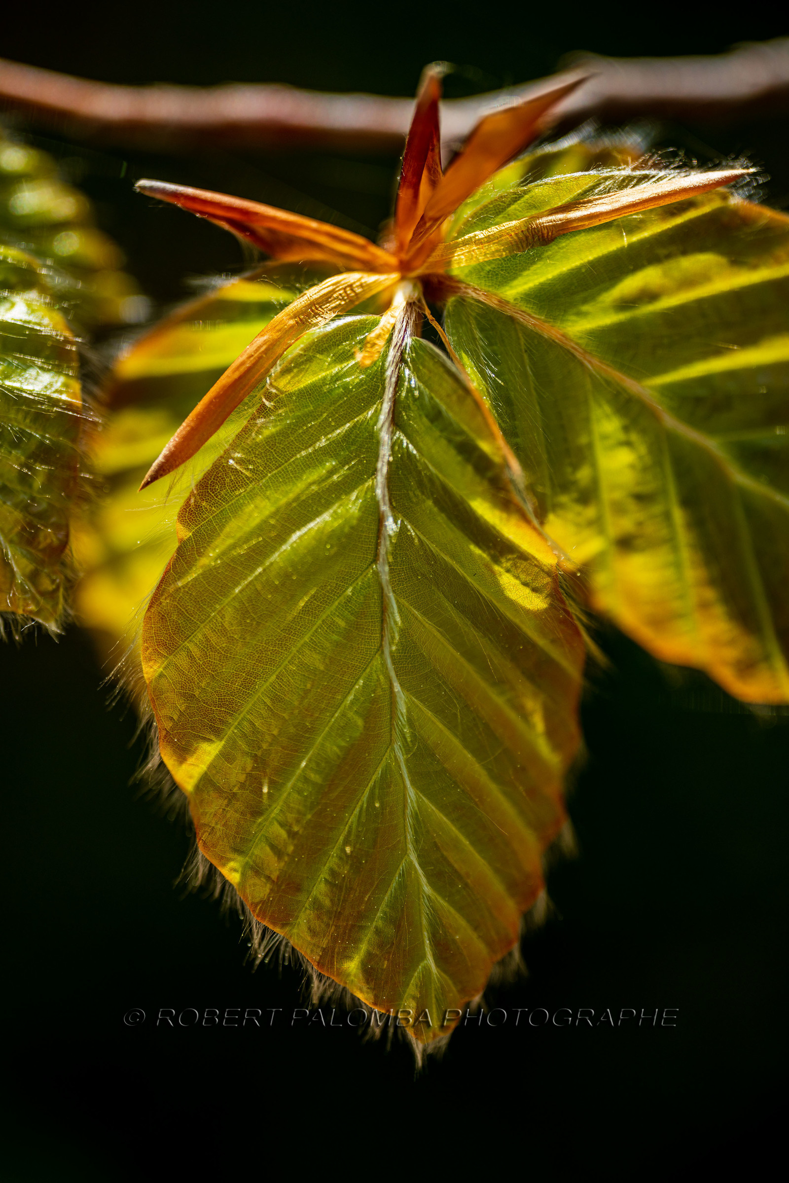 Flore méditerranéenne