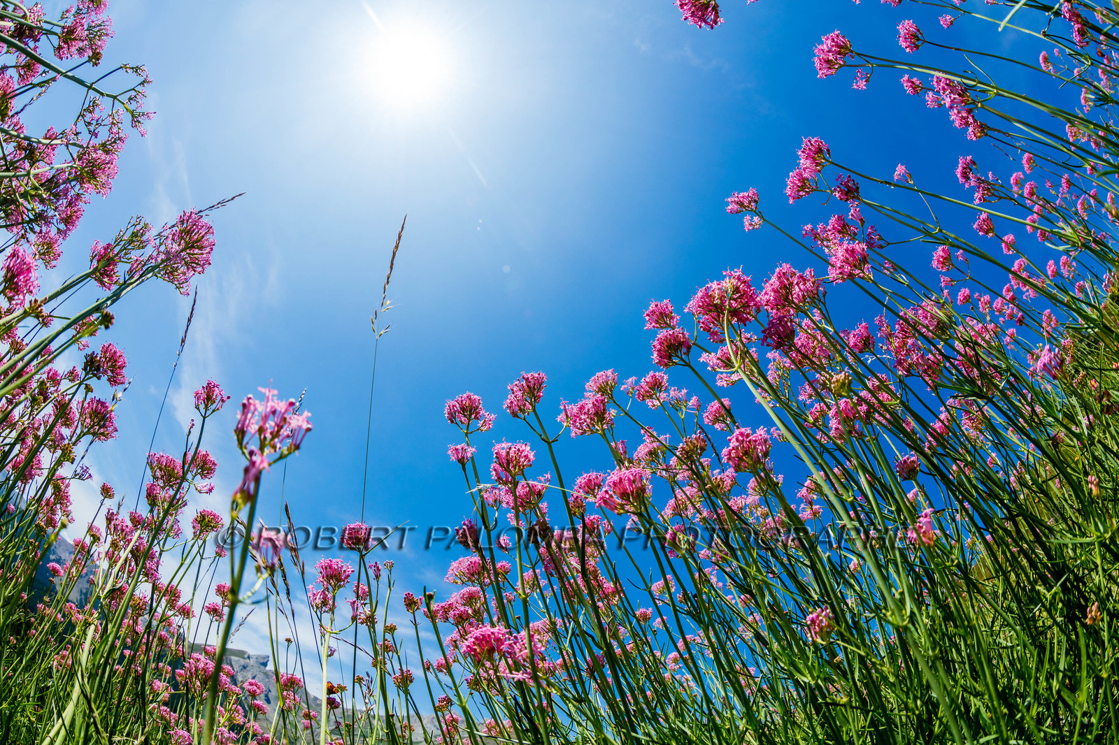 France, Alpes-de-Haute-Provence (04) Val d'Allos