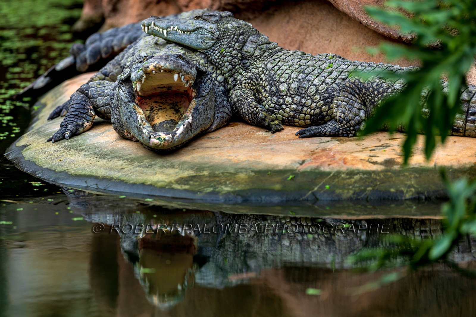 La Ferme aux crocodiles