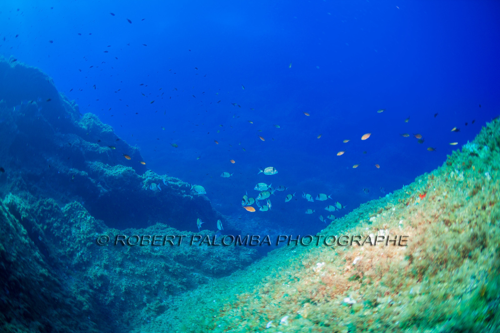 Plongée-sous-marine