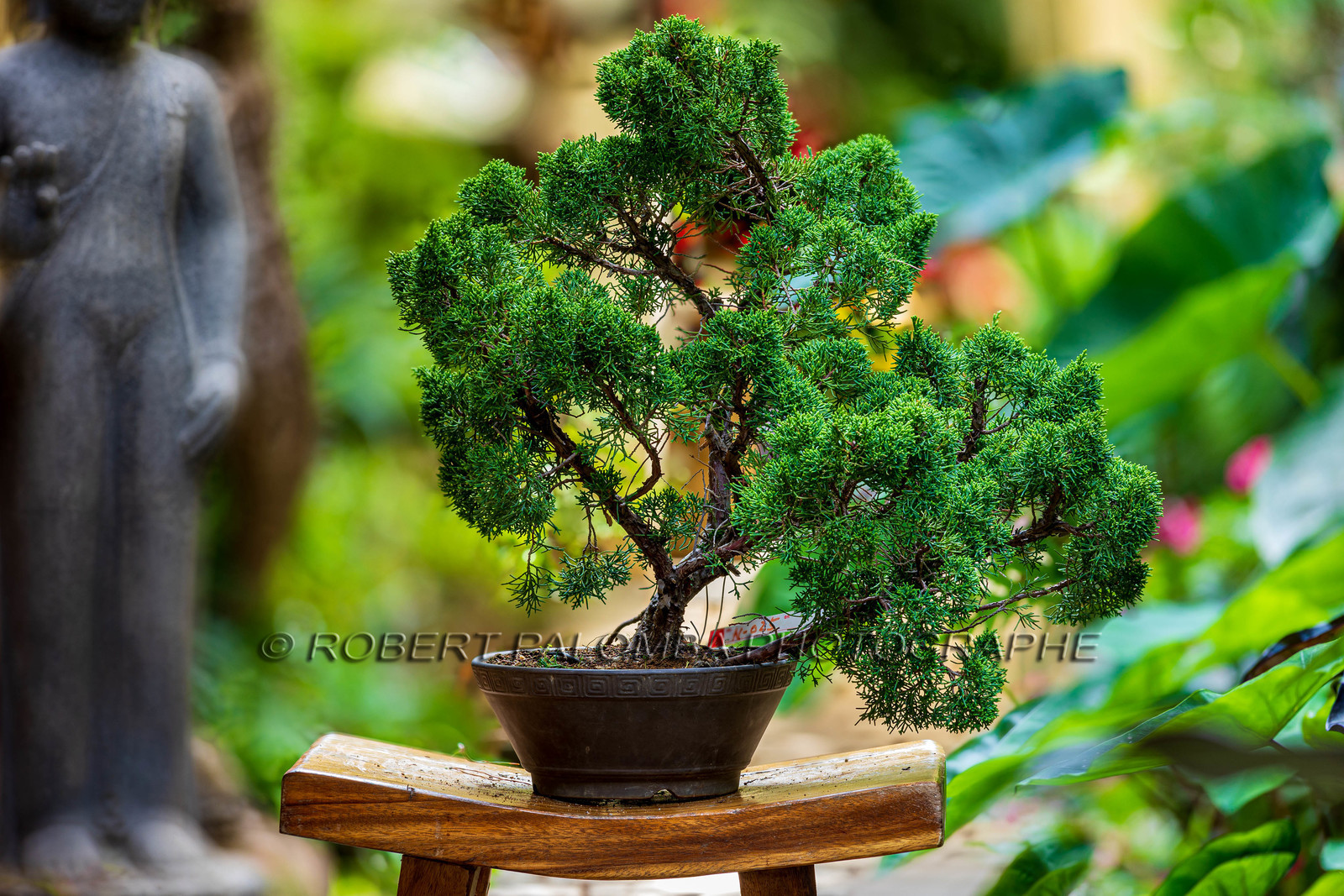Bonsai Center