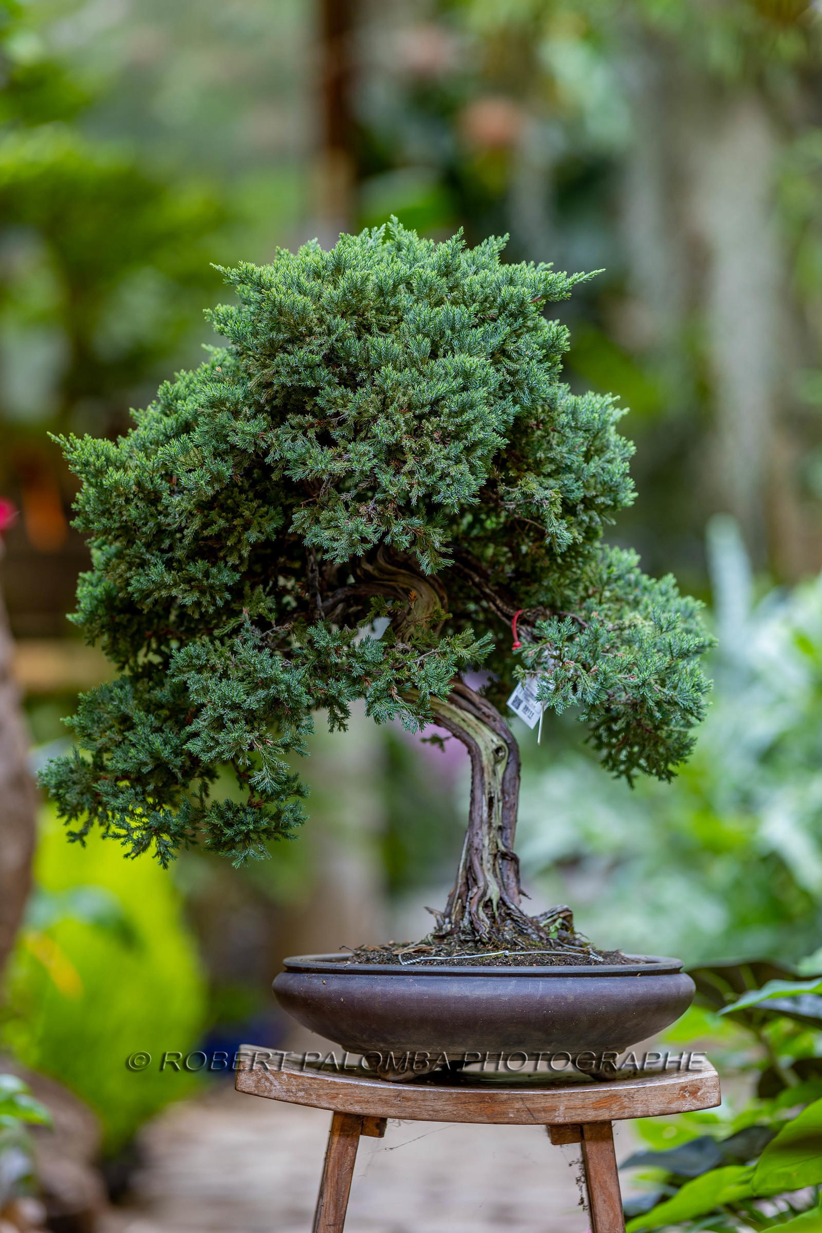 Bonsai
