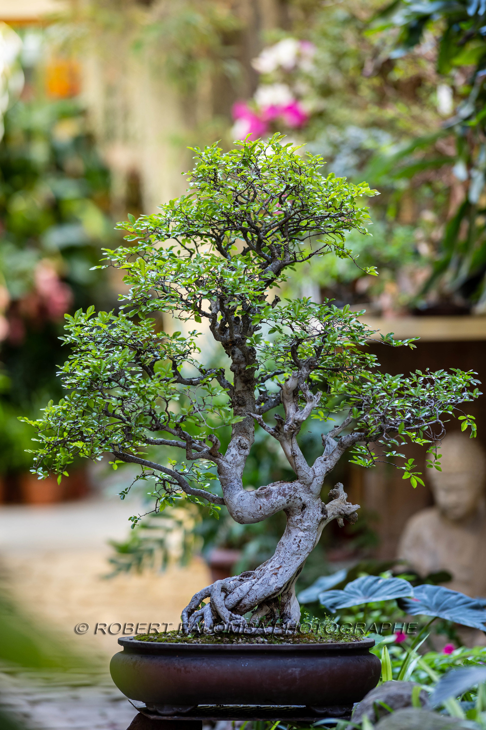 Bonsai