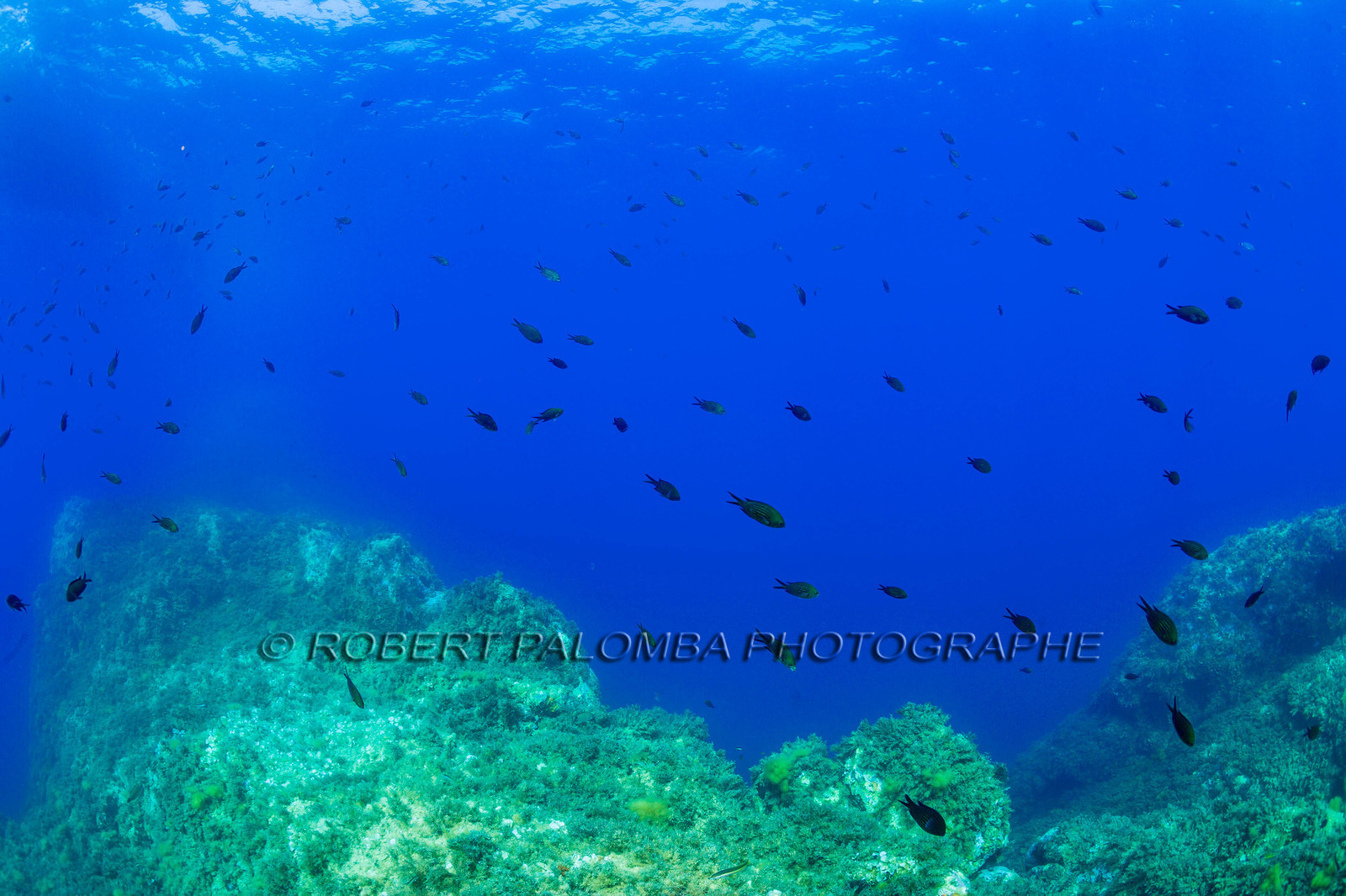 Plongée-sous-marine