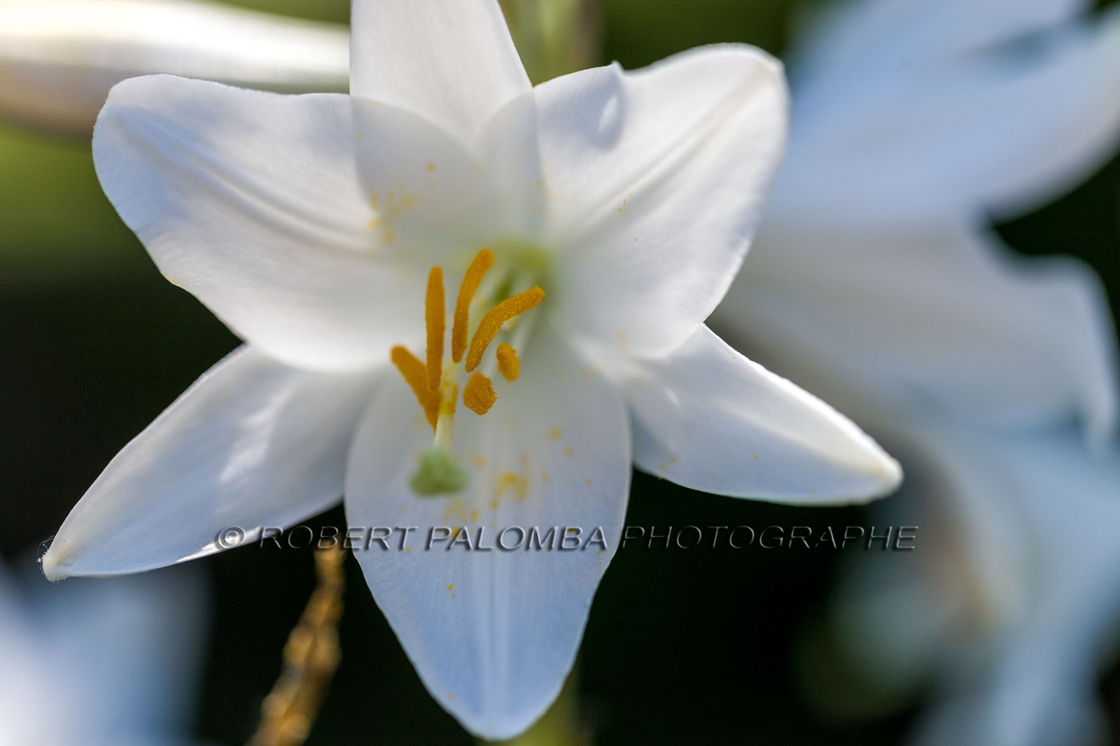 Flore Méditerranéenne