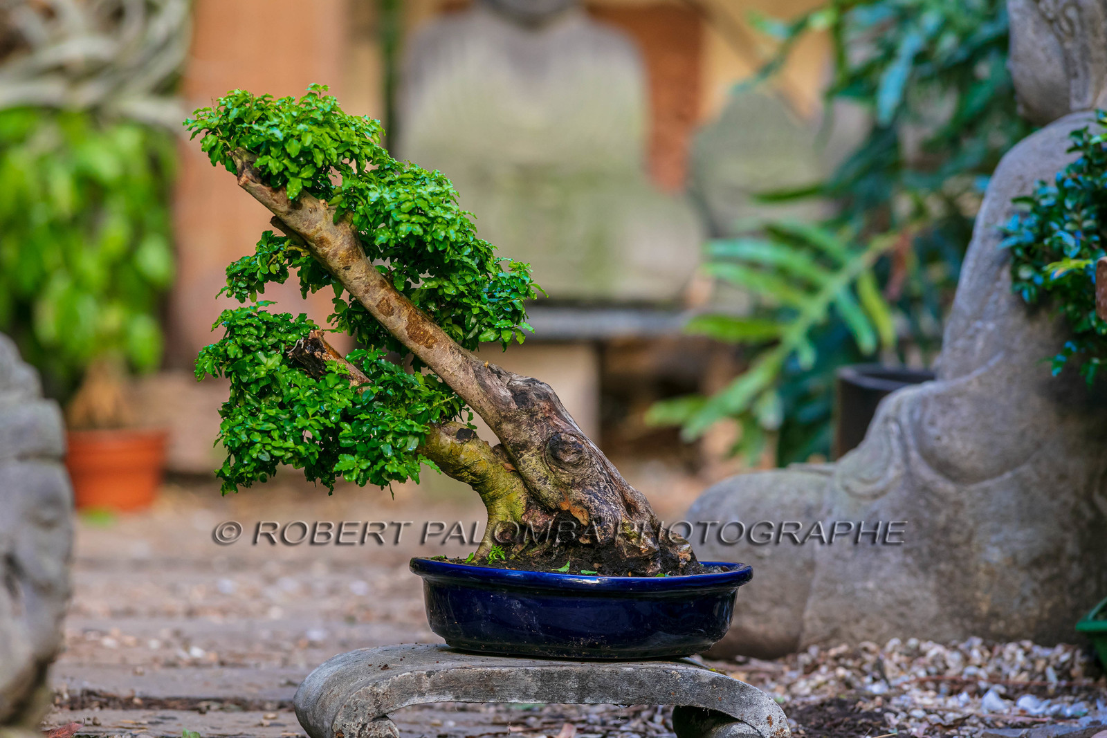 Bonsai