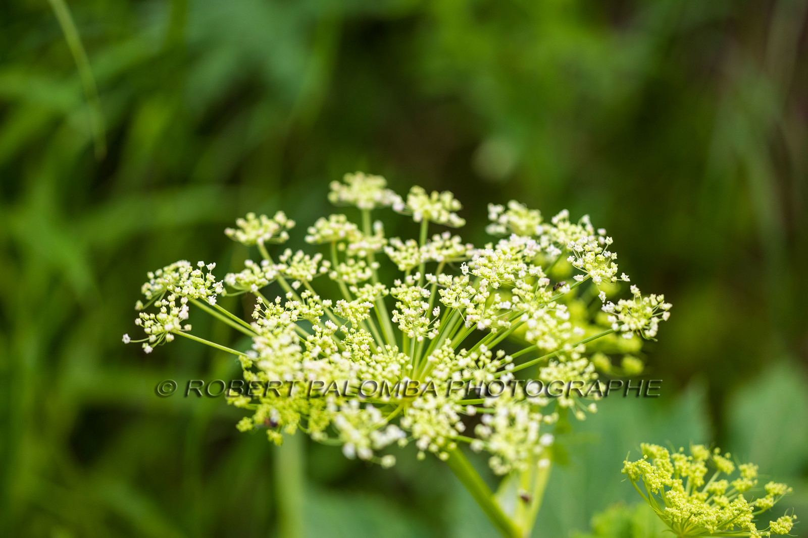 Alpes-de-Haute-Provence (04) Val d'Allos