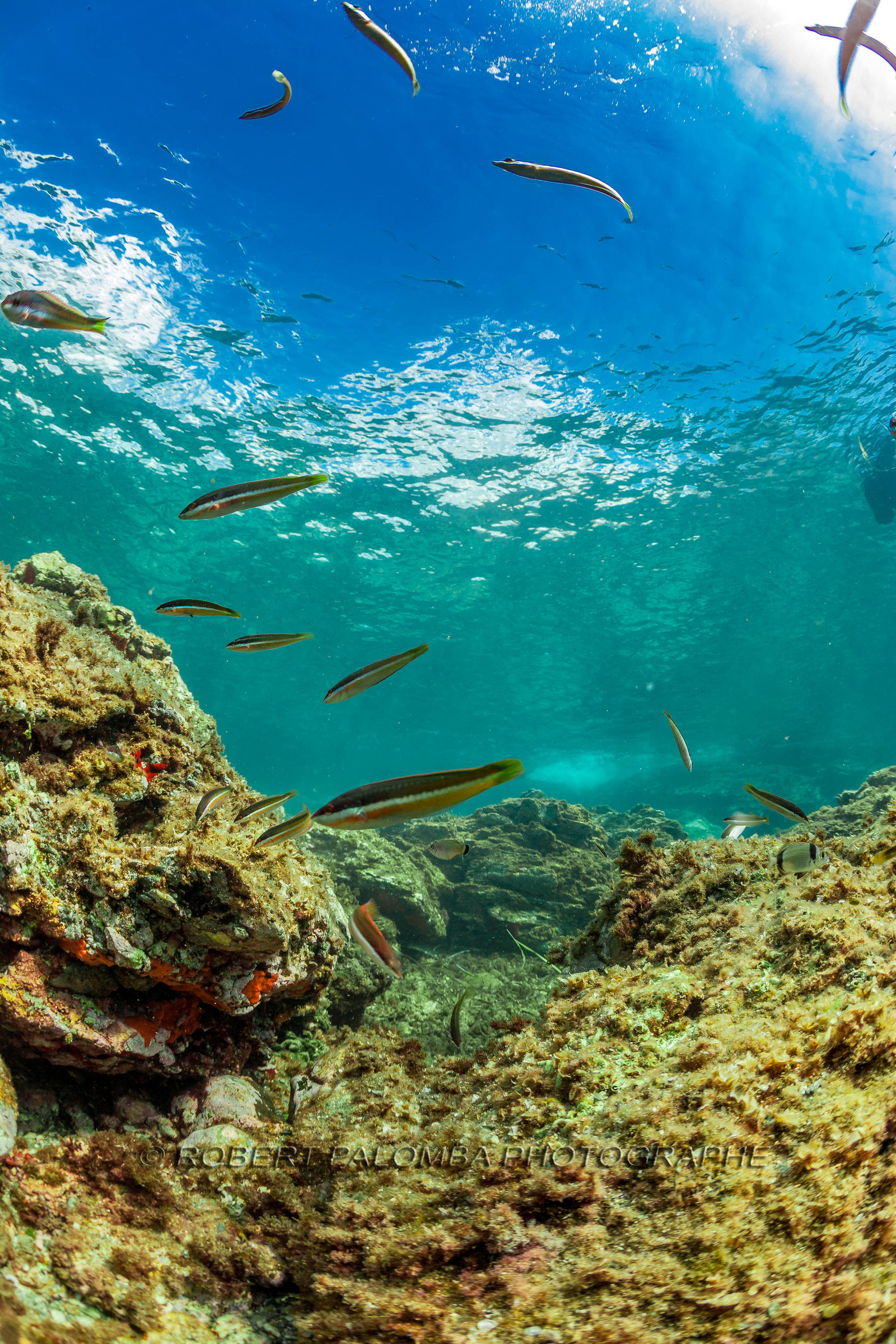 Plongée sous-marine