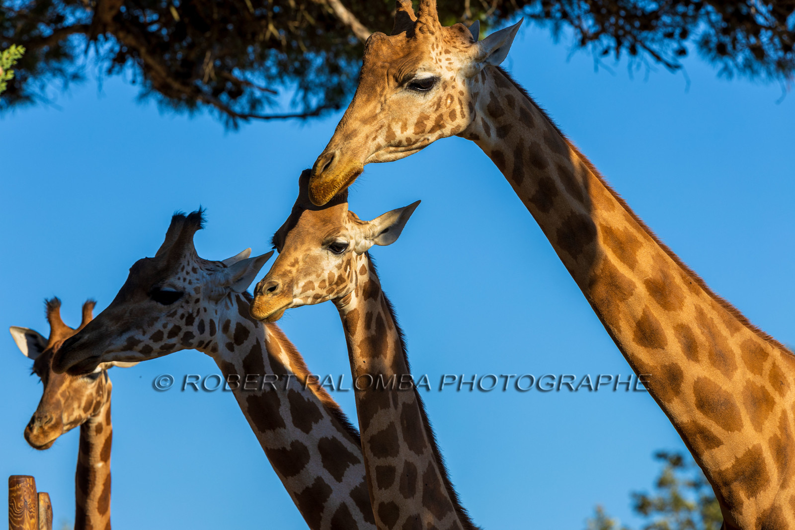 Parc animalier de la Barben