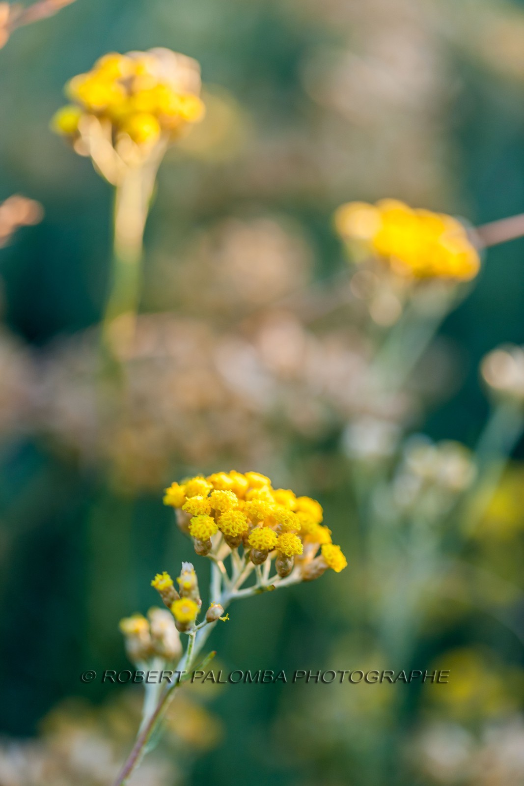 Immortelle commune, Helichrysum stoechas