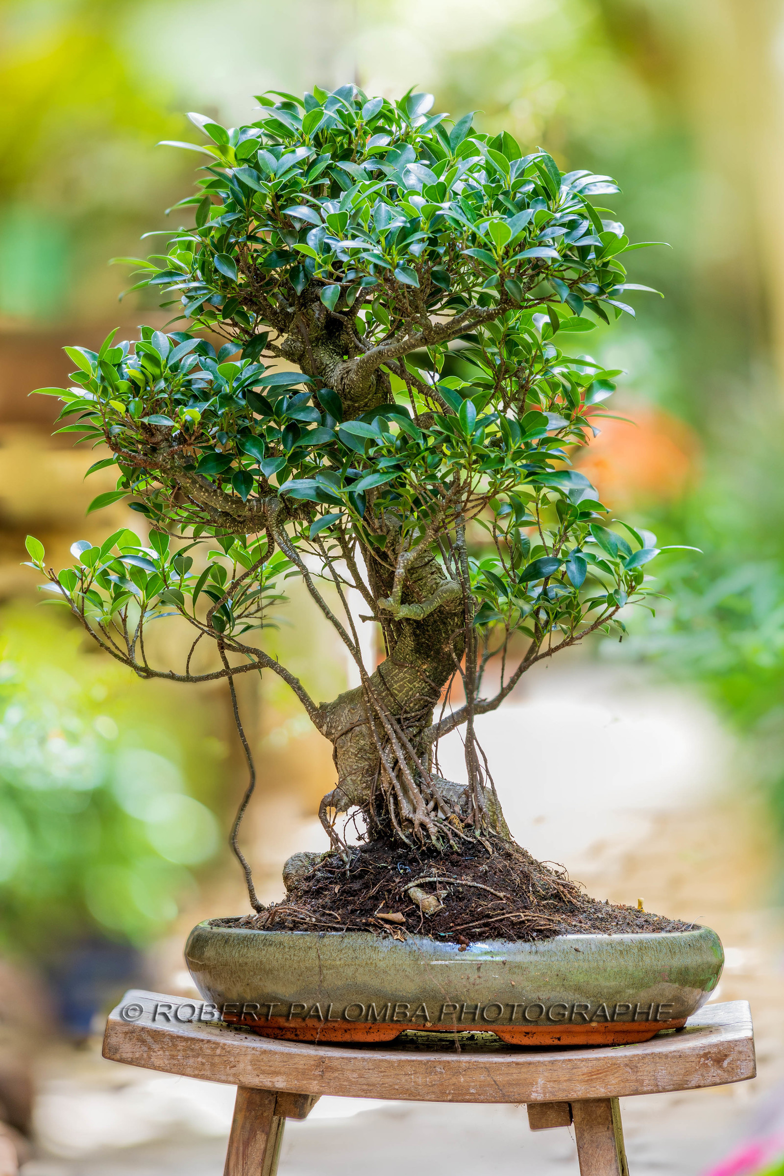 Bonsai Center