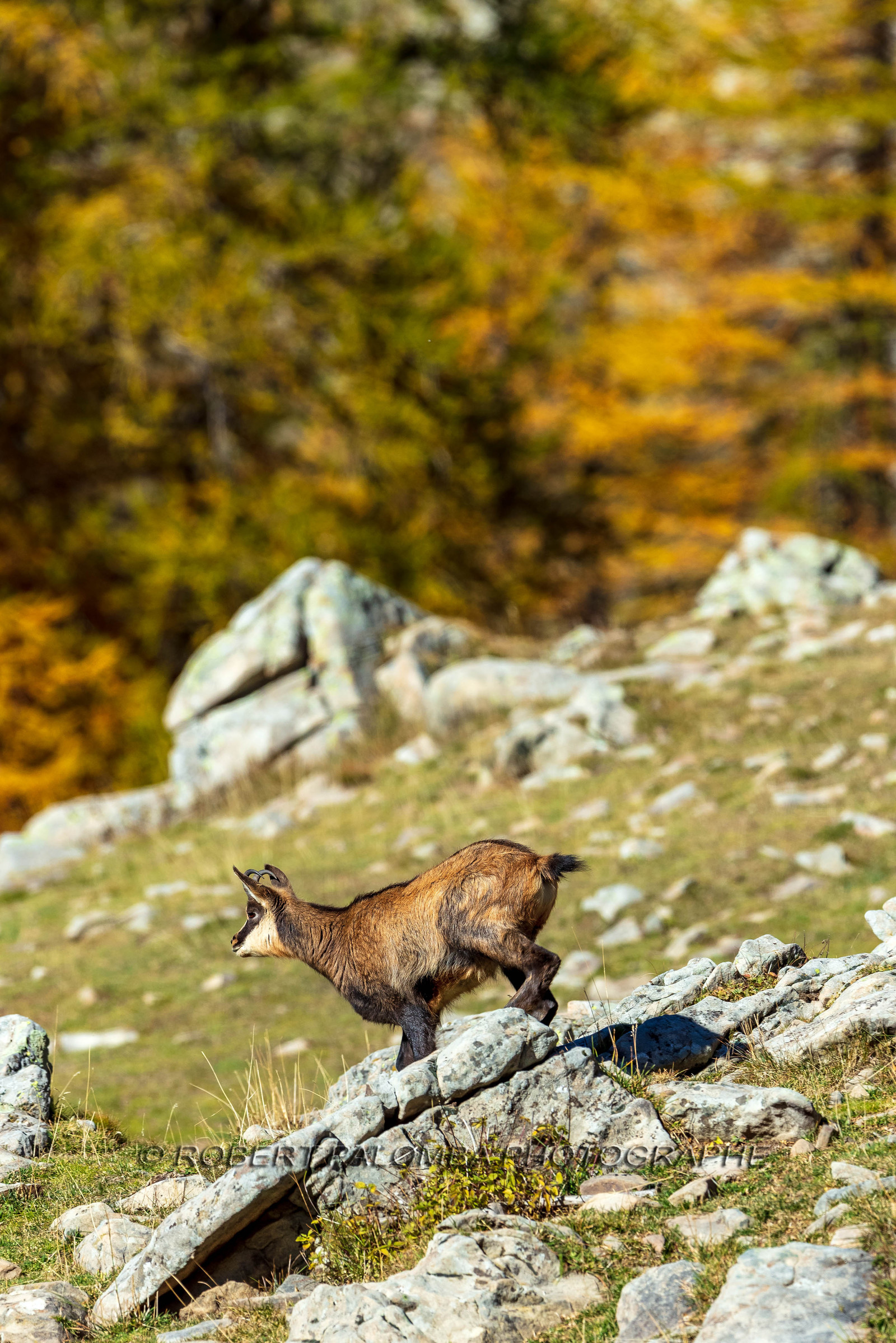 Chamois, Rupicapra rupicapra