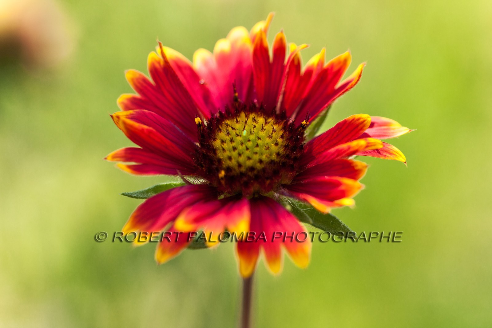 Flore Méditerranéenne