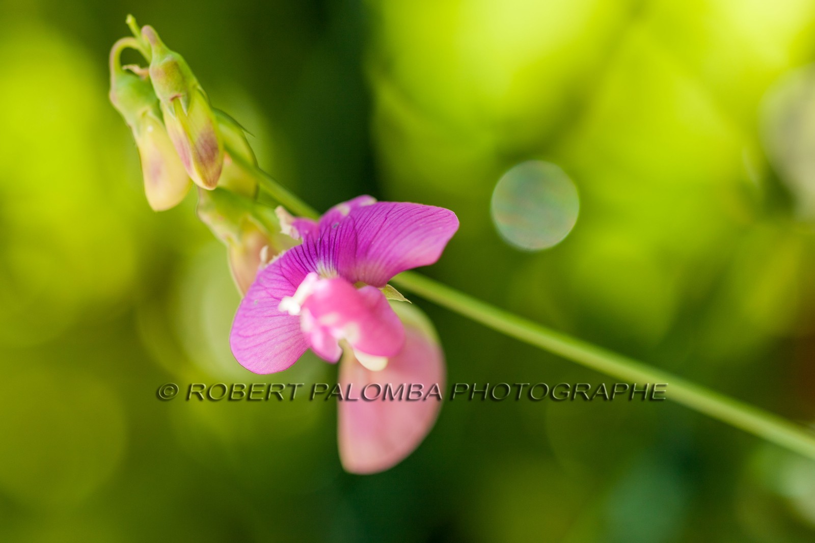 Flore Méditerranéenne