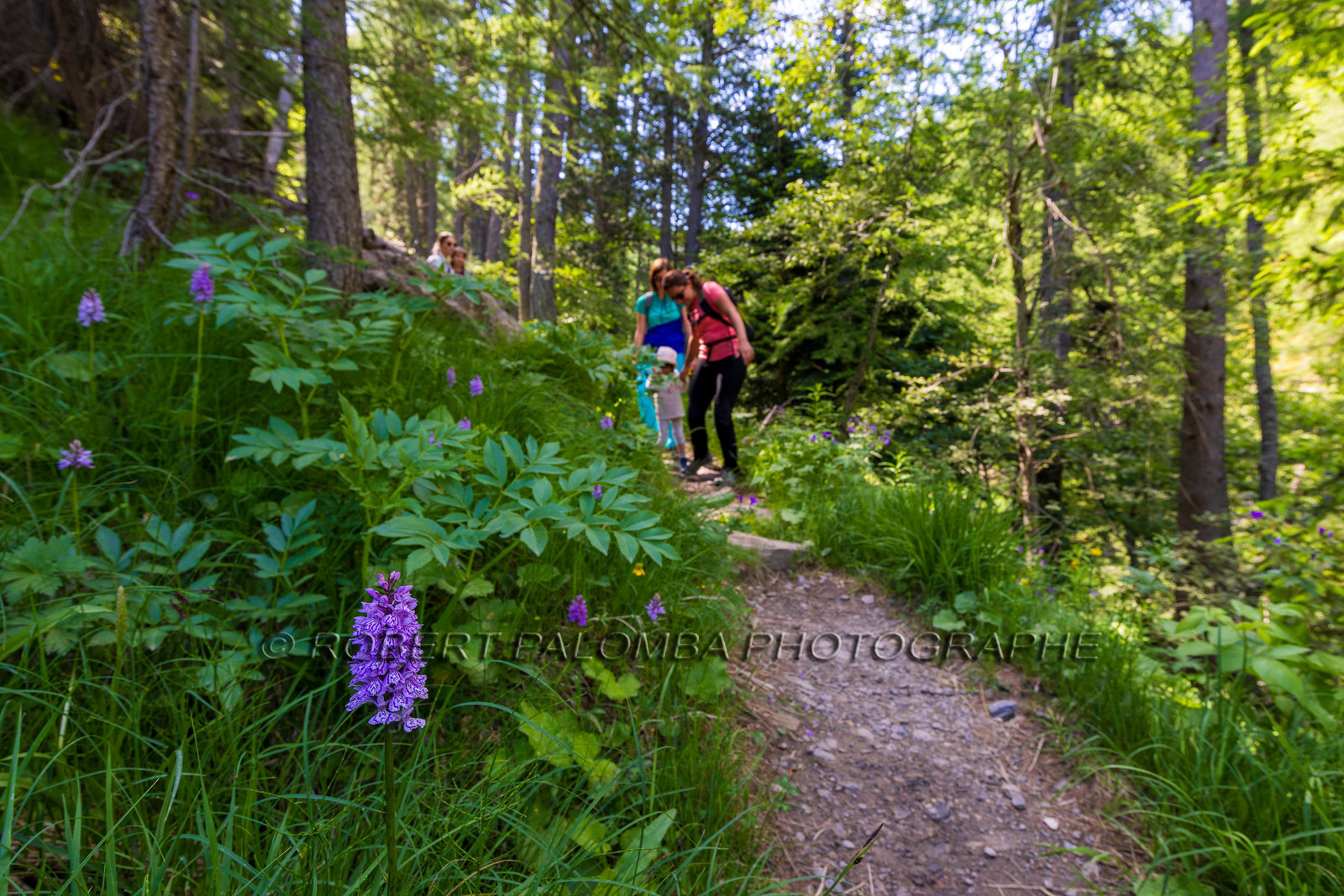 France, Alpes-de-Haute-Provence, Val d'Allos
