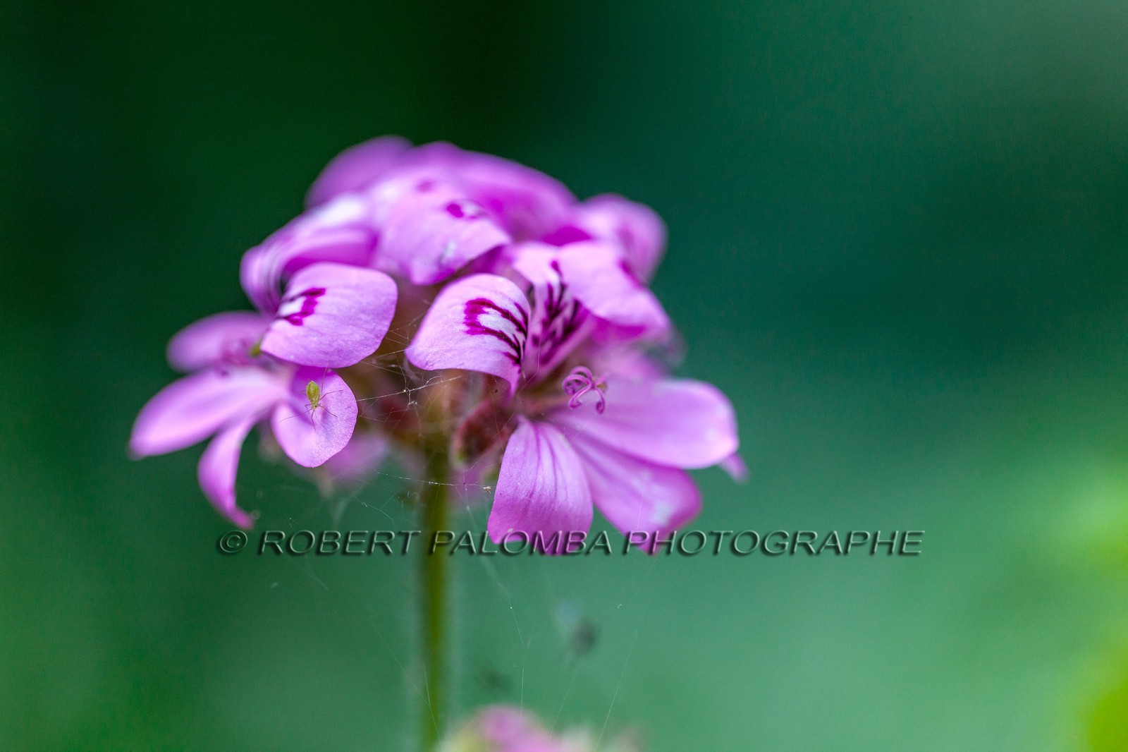 Flore Méditerranéenne