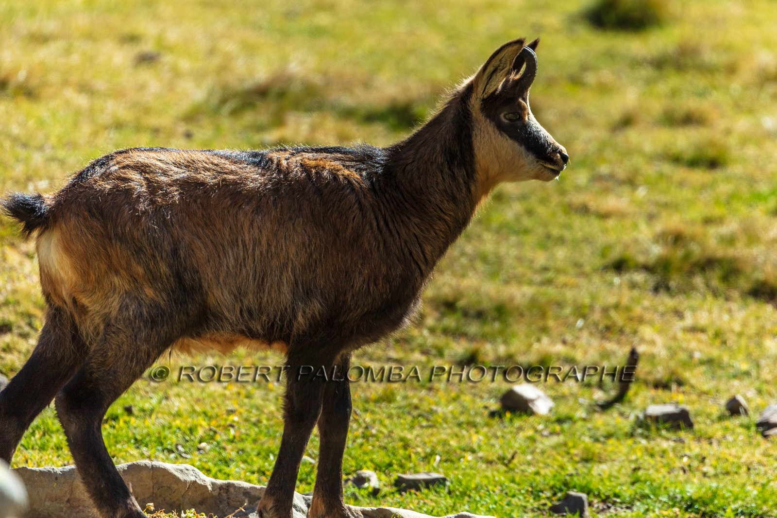 Chamois, Rupicapra rupicapra